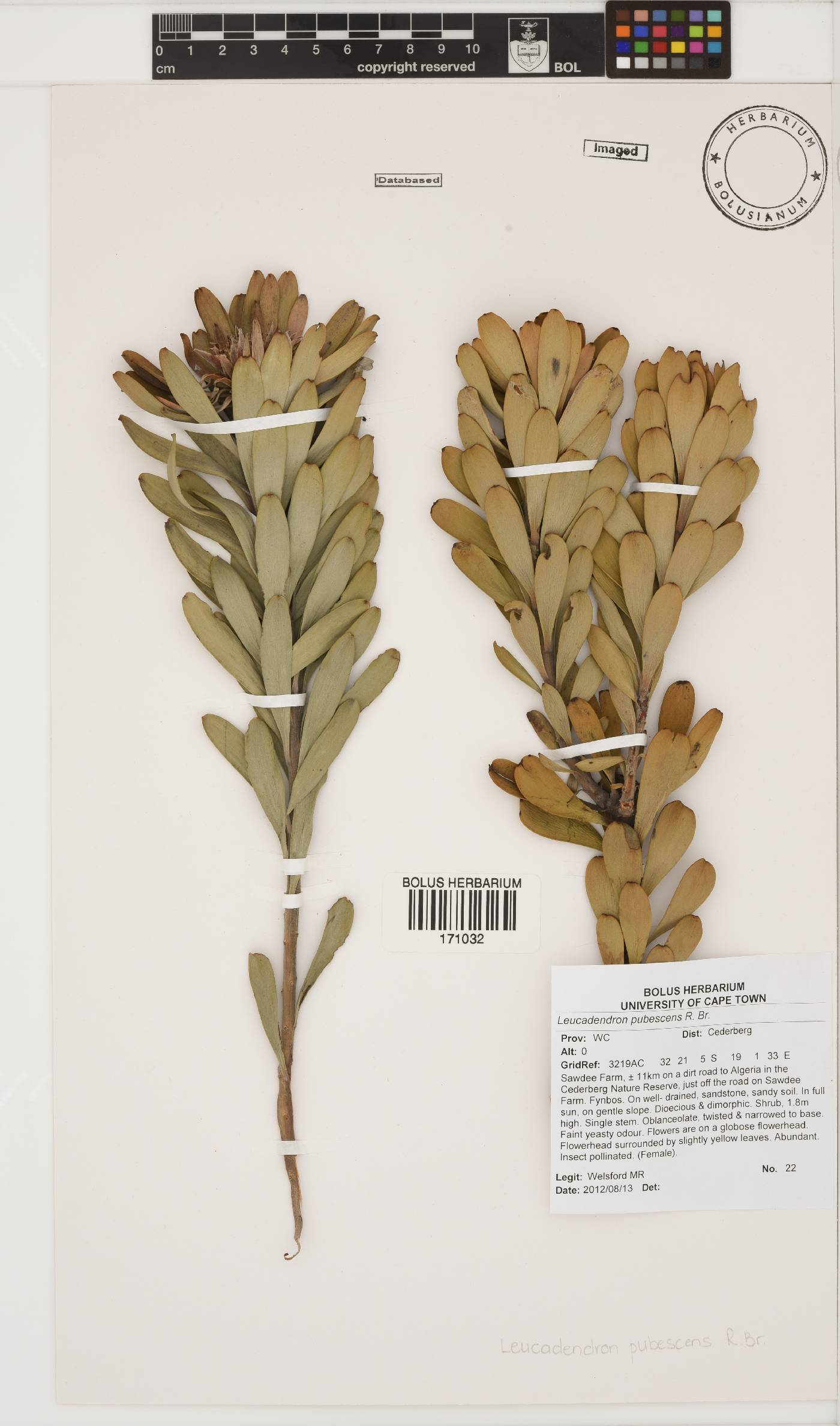 Leucadendron pubescens image