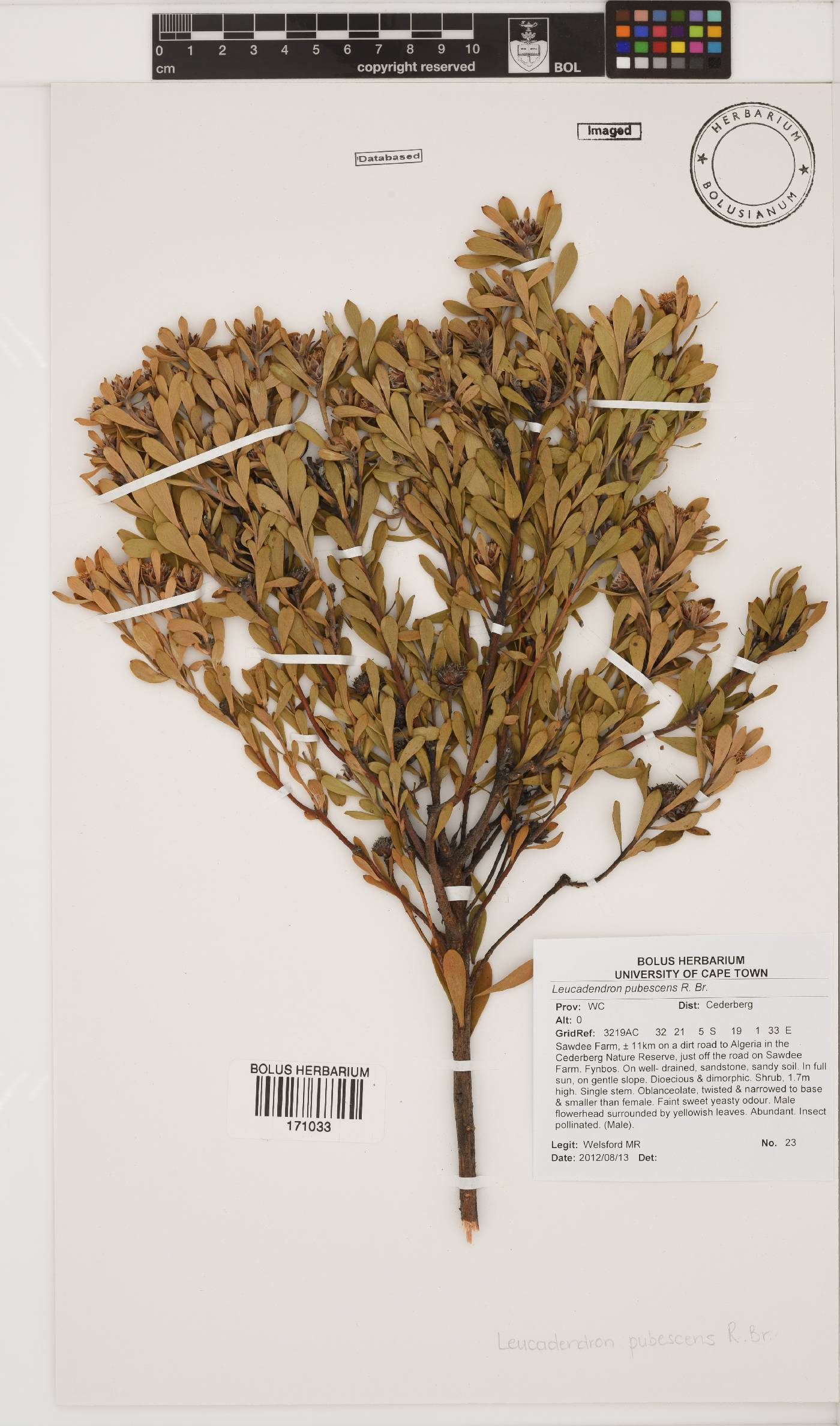 Leucadendron pubescens image