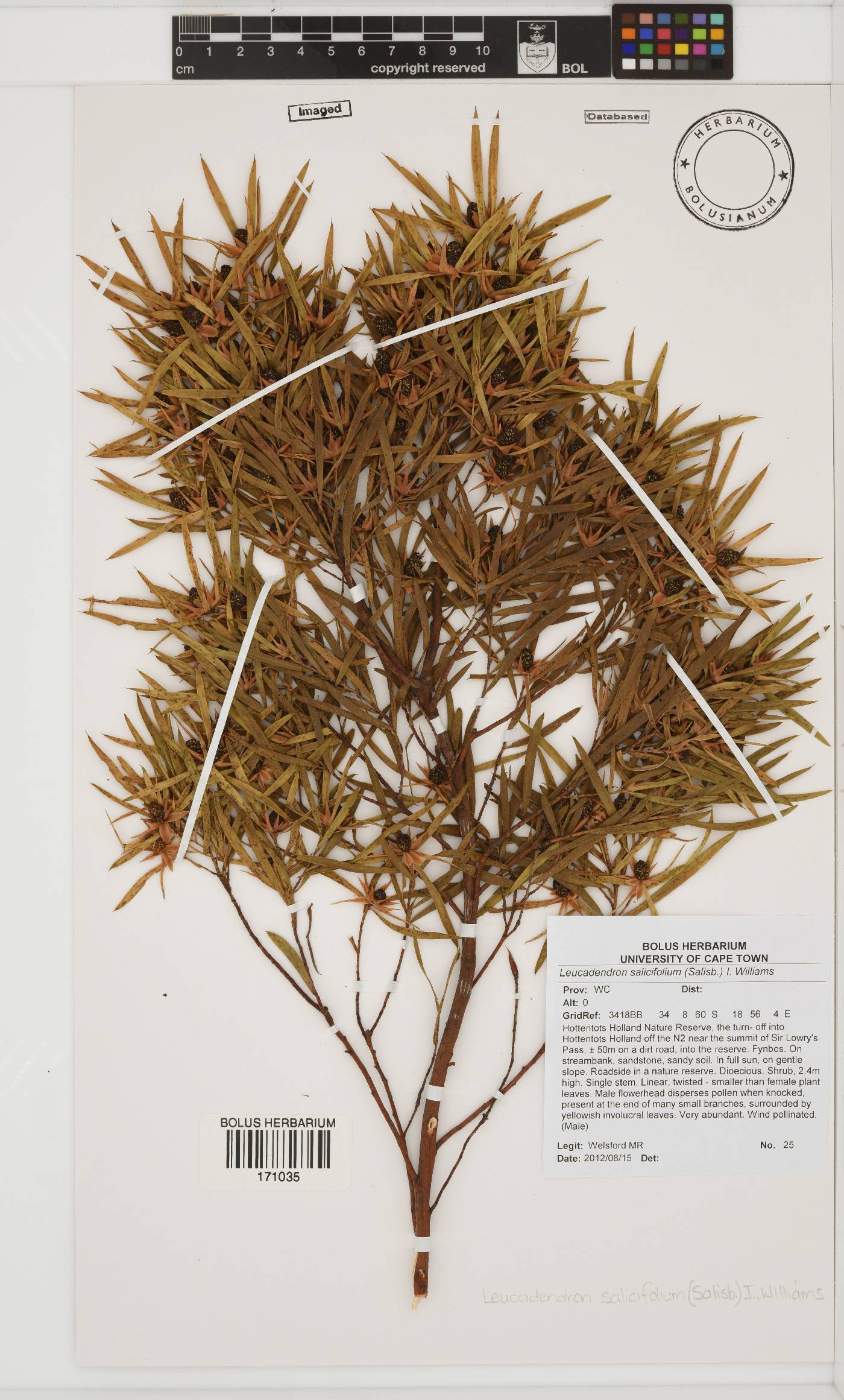 Leucadendron salicifolium image