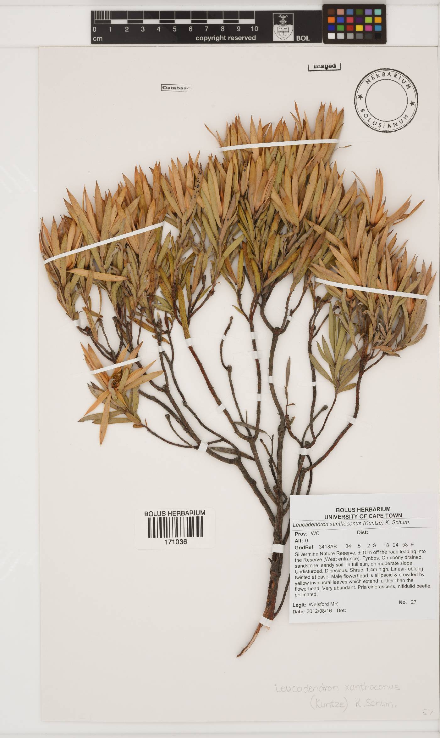 Leucadendron xanthoconus image