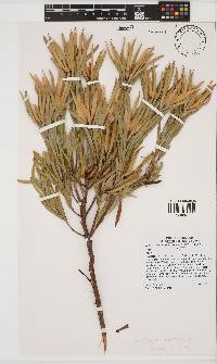Leucadendron xanthoconus image