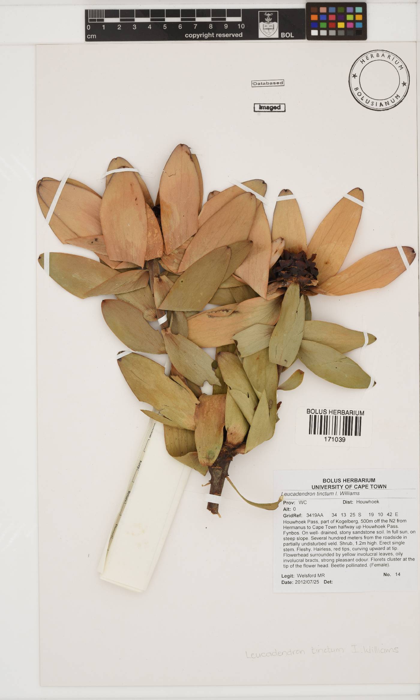 Leucadendron tinctum image