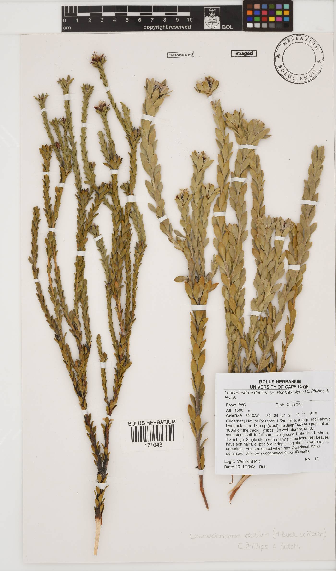 Leucadendron dubium image