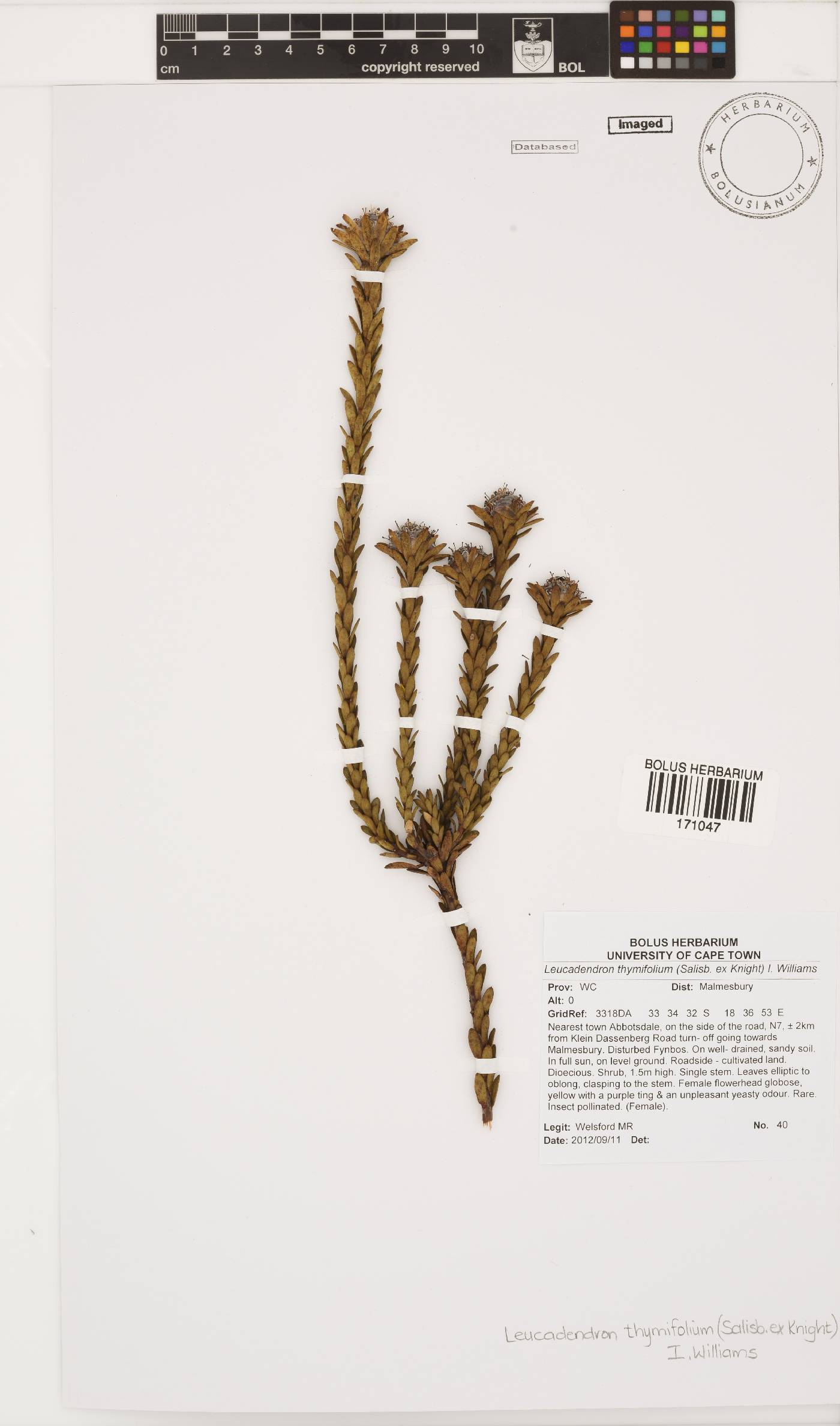 Leucadendron thymifolium image