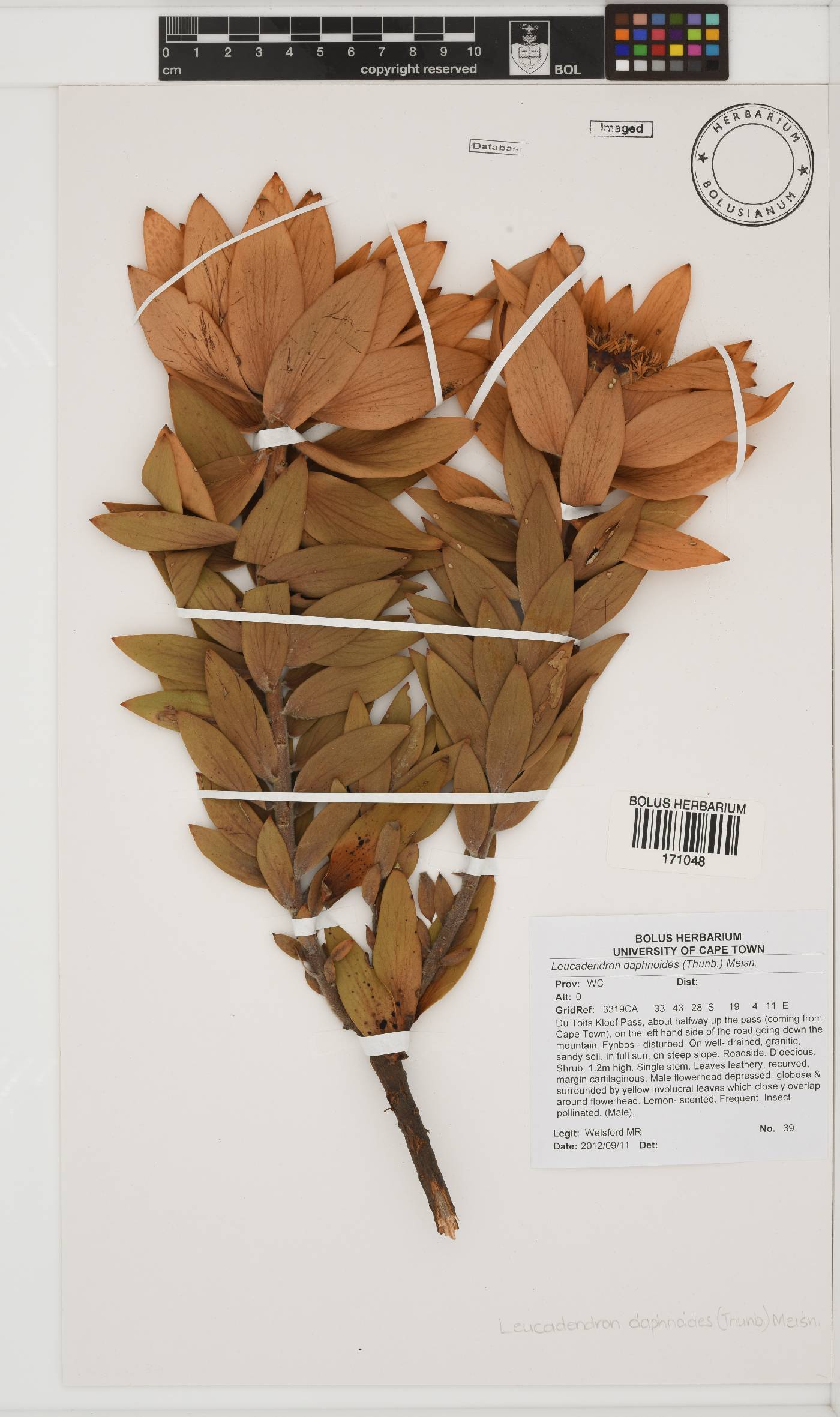 Leucadendron daphnoides image