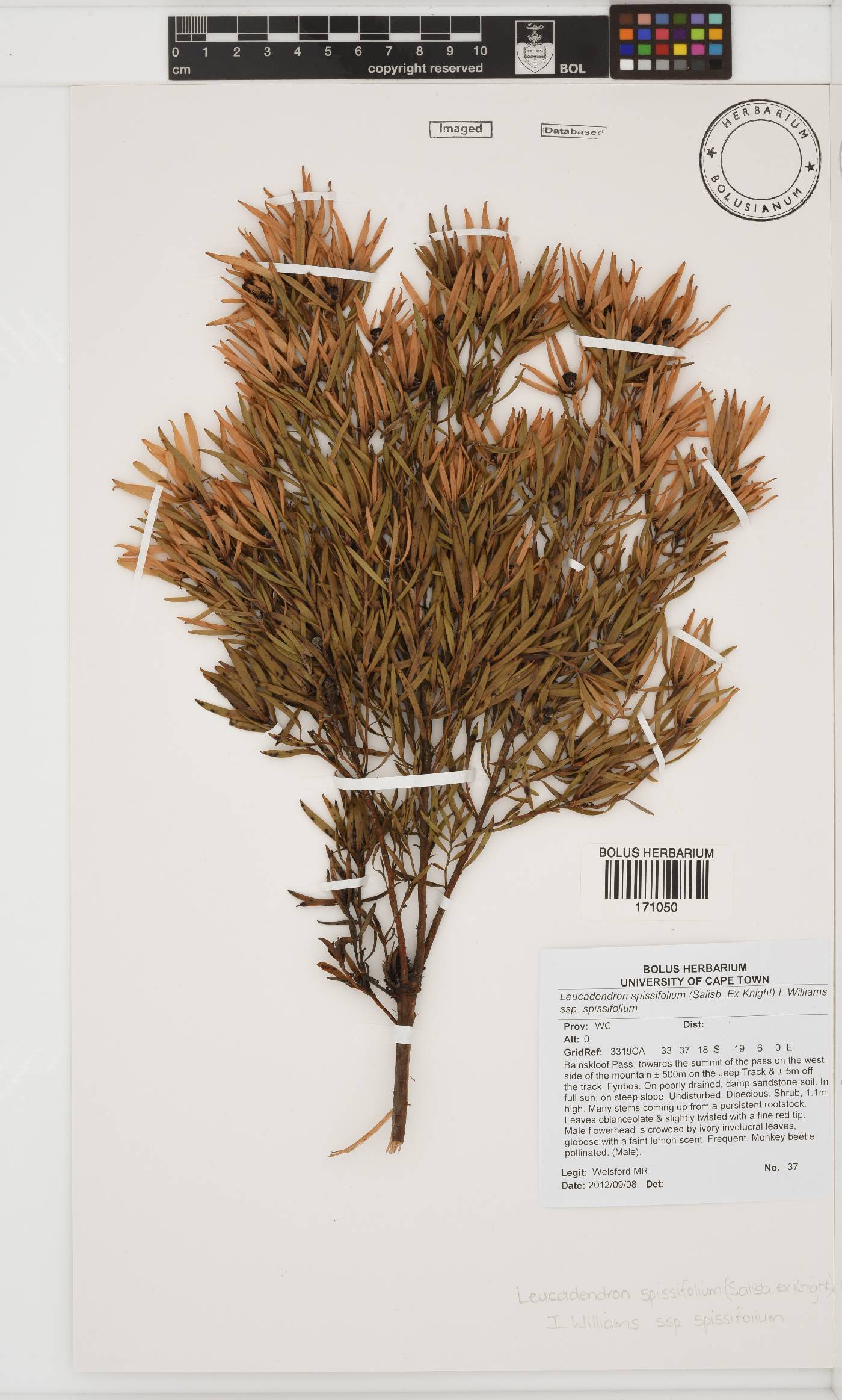 Leucadendron spissifolium subsp. spissifolium image