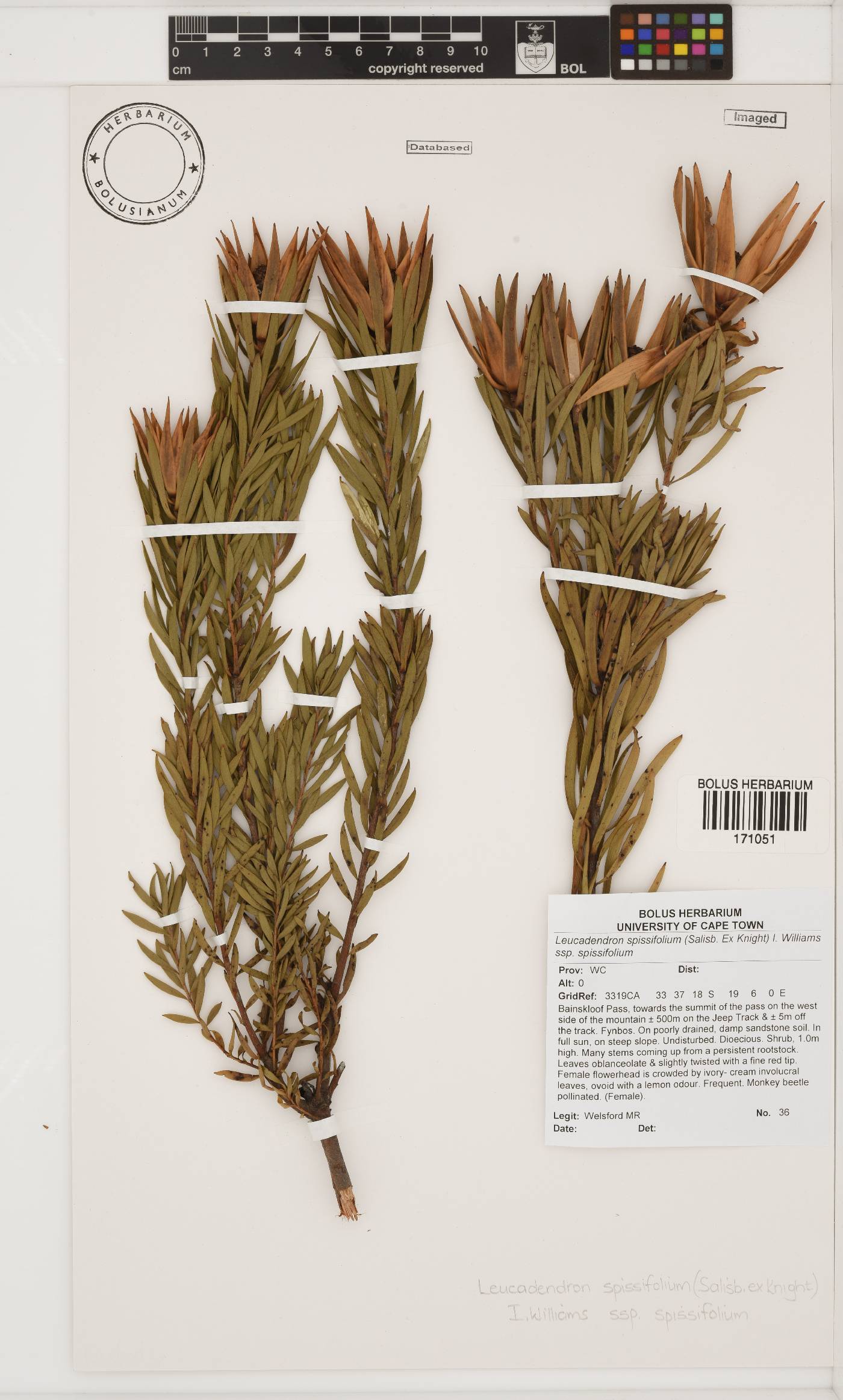 Leucadendron spissifolium subsp. spissifolium image