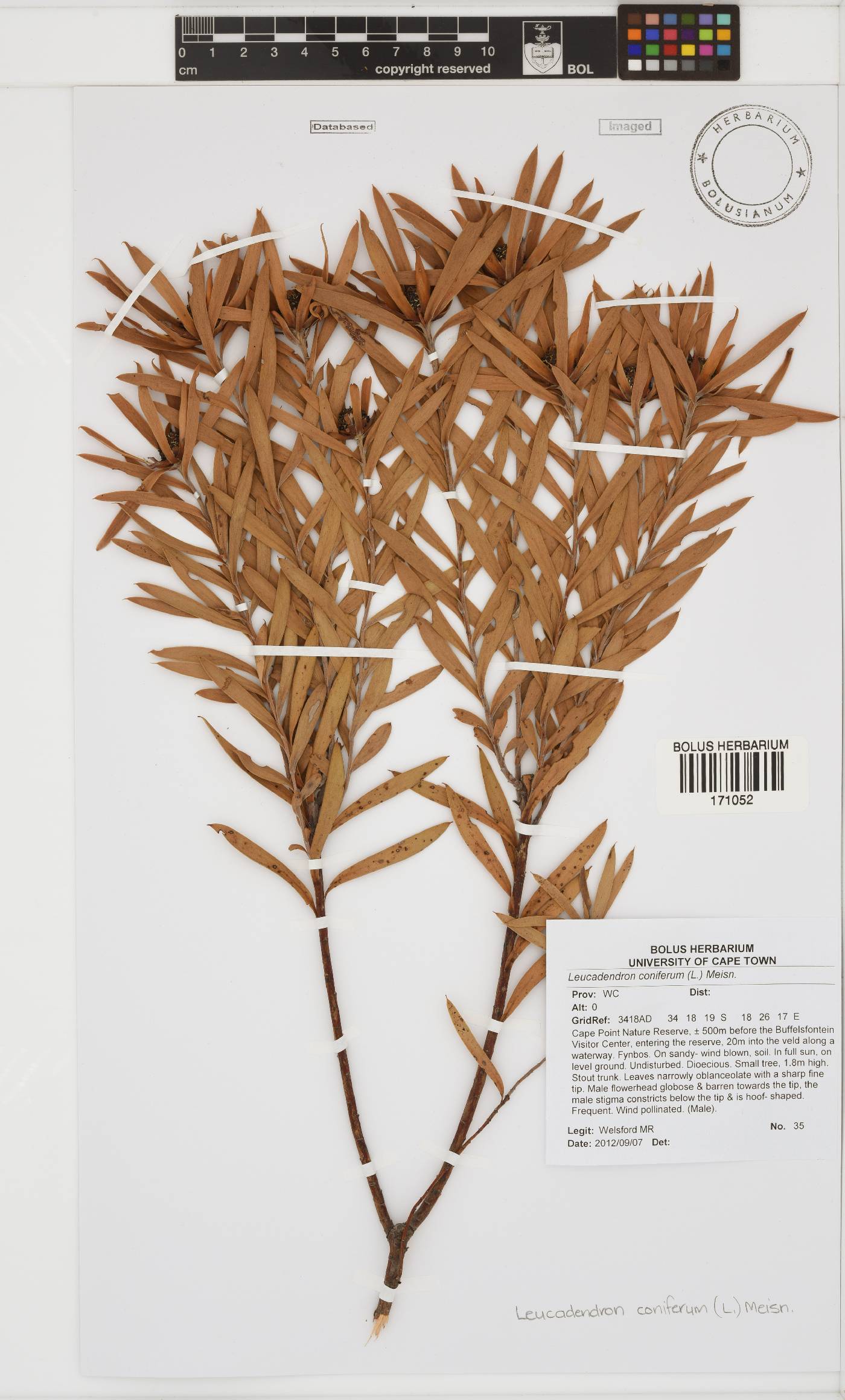 Leucadendron coniferum image