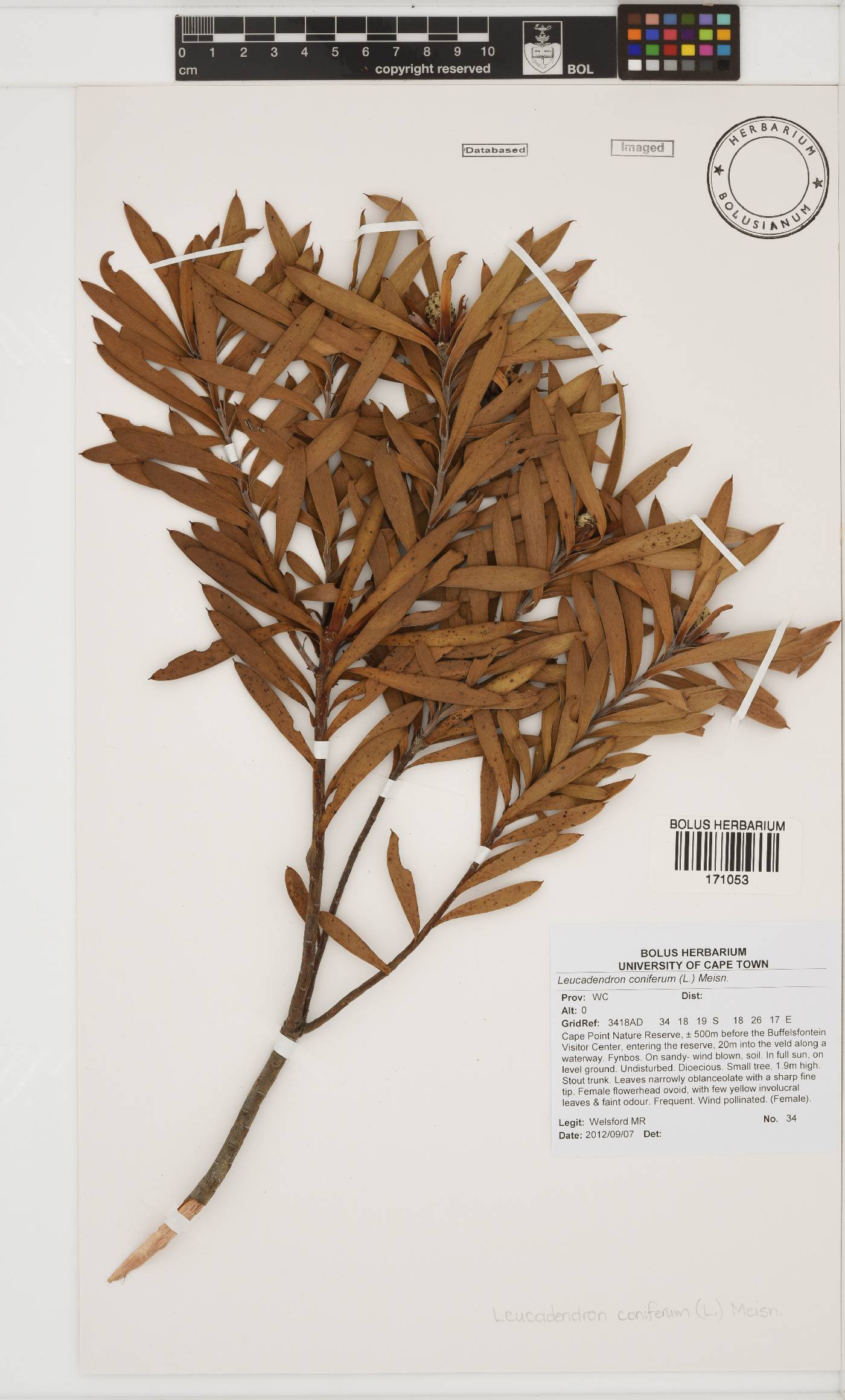 Leucadendron coniferum image