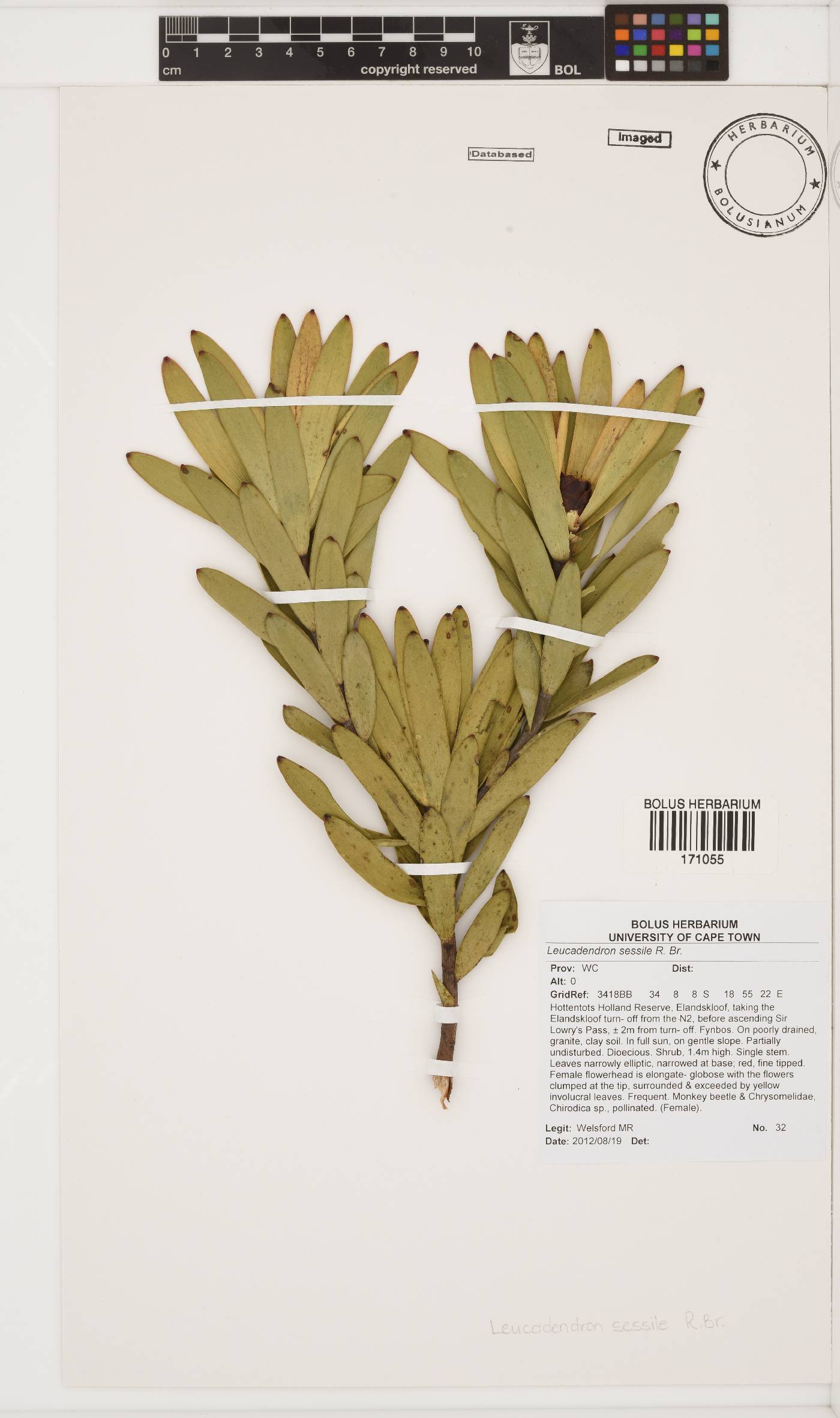 Leucadendron sessile image