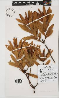 Leucadendron laureolum image