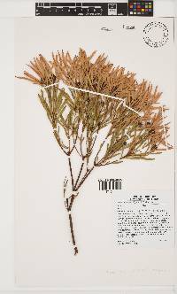 Leucadendron salignum image