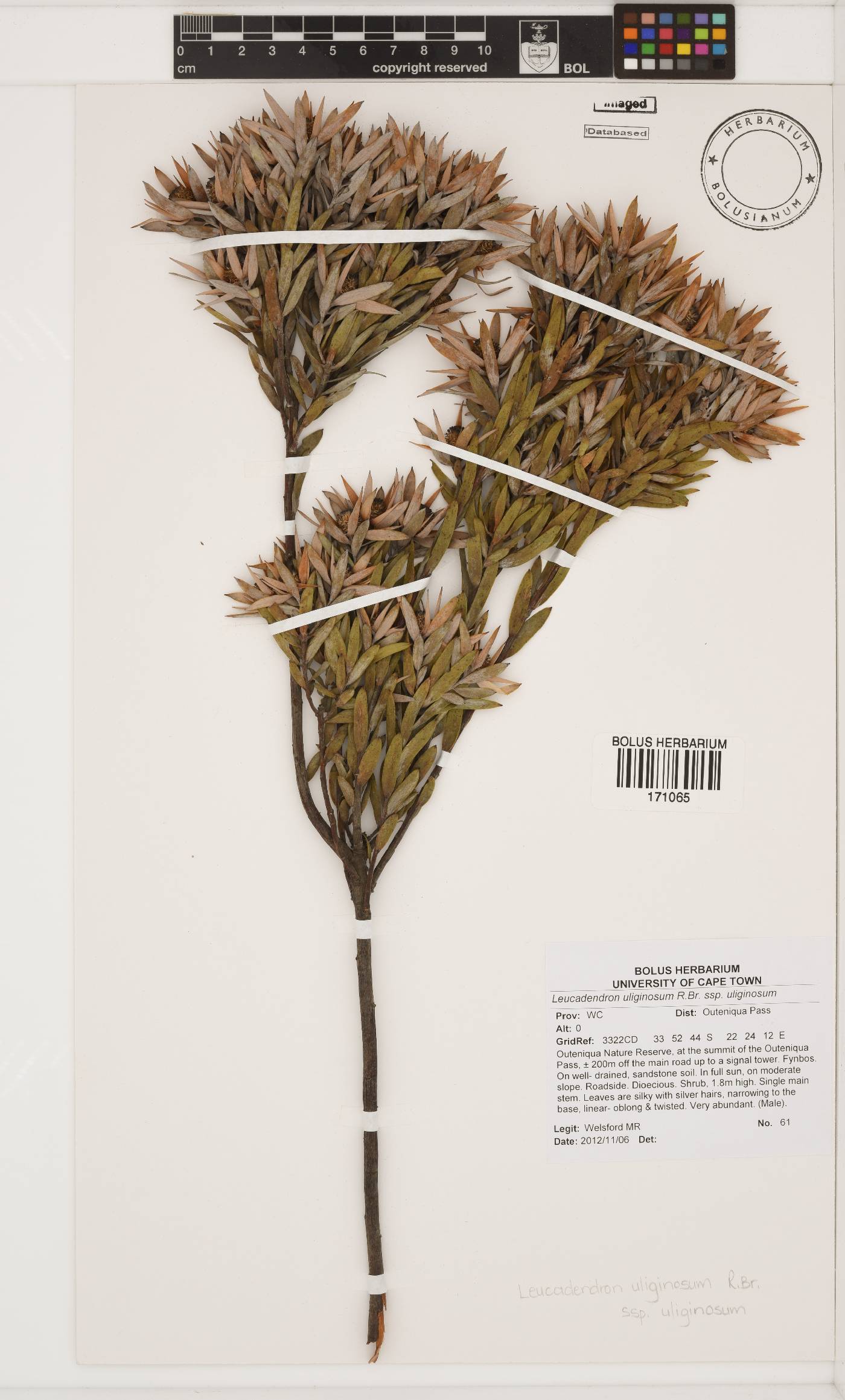 Leucadendron uliginosum subsp. uliginosum image