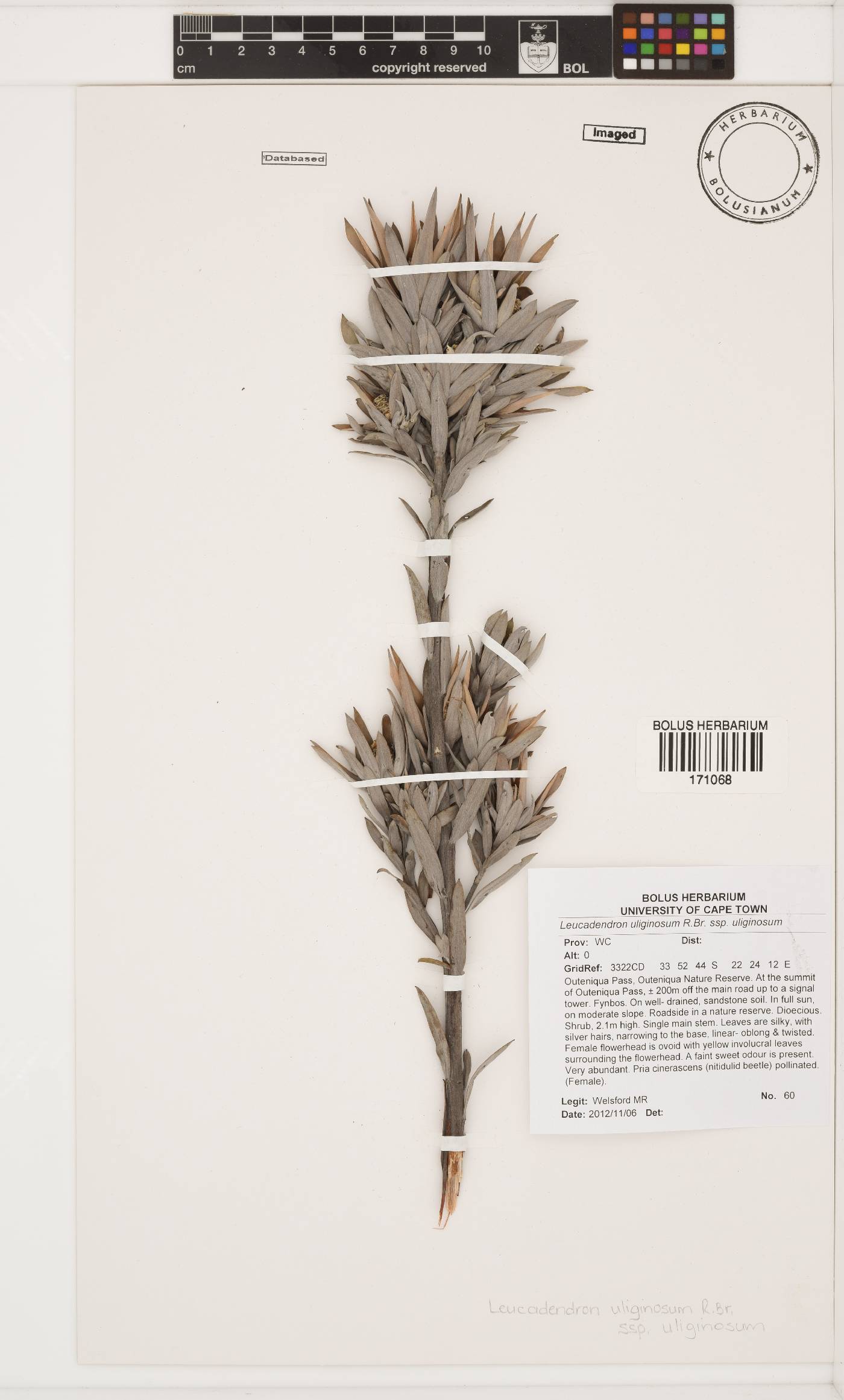 Leucadendron uliginosum image