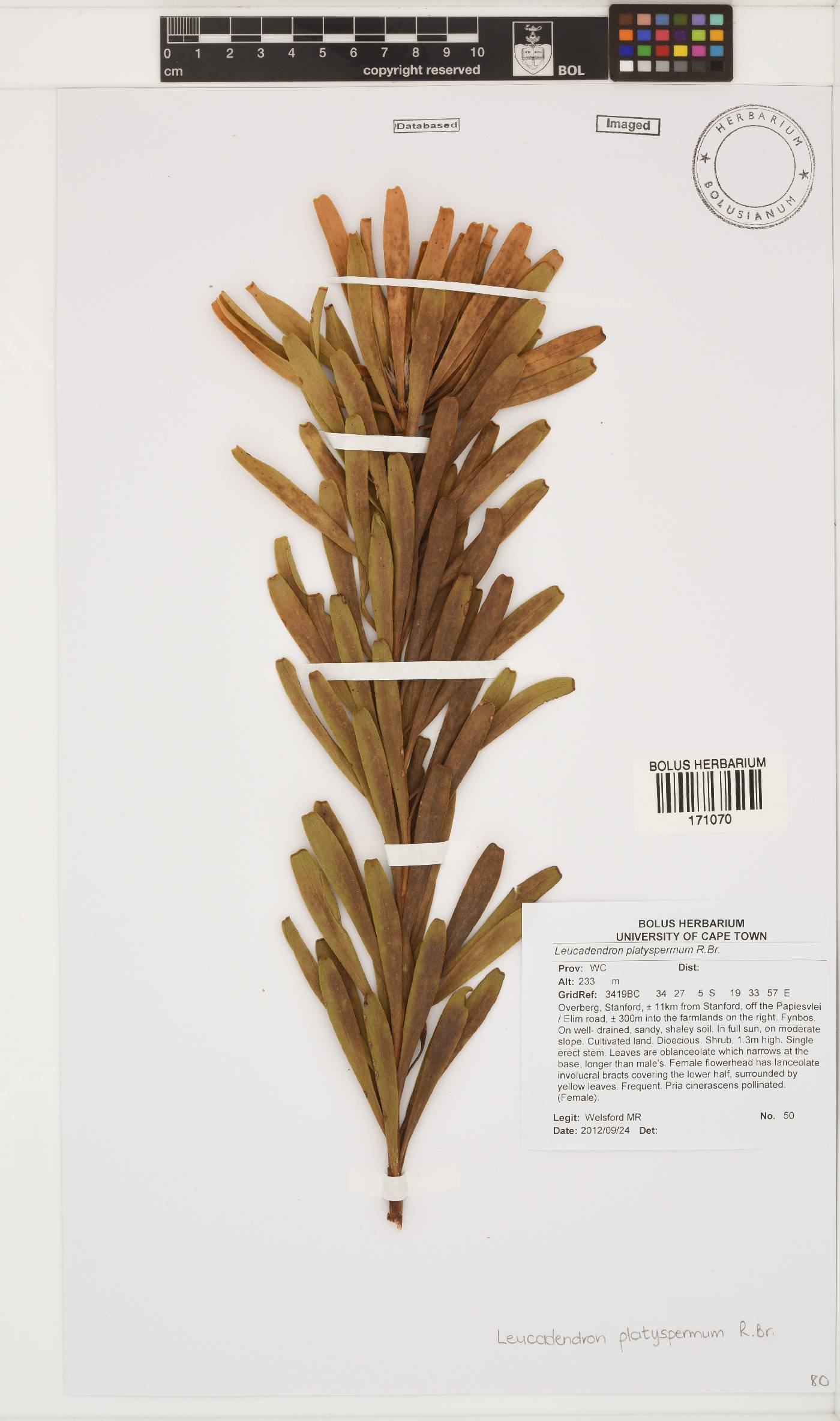 Leucadendron platyspermum image