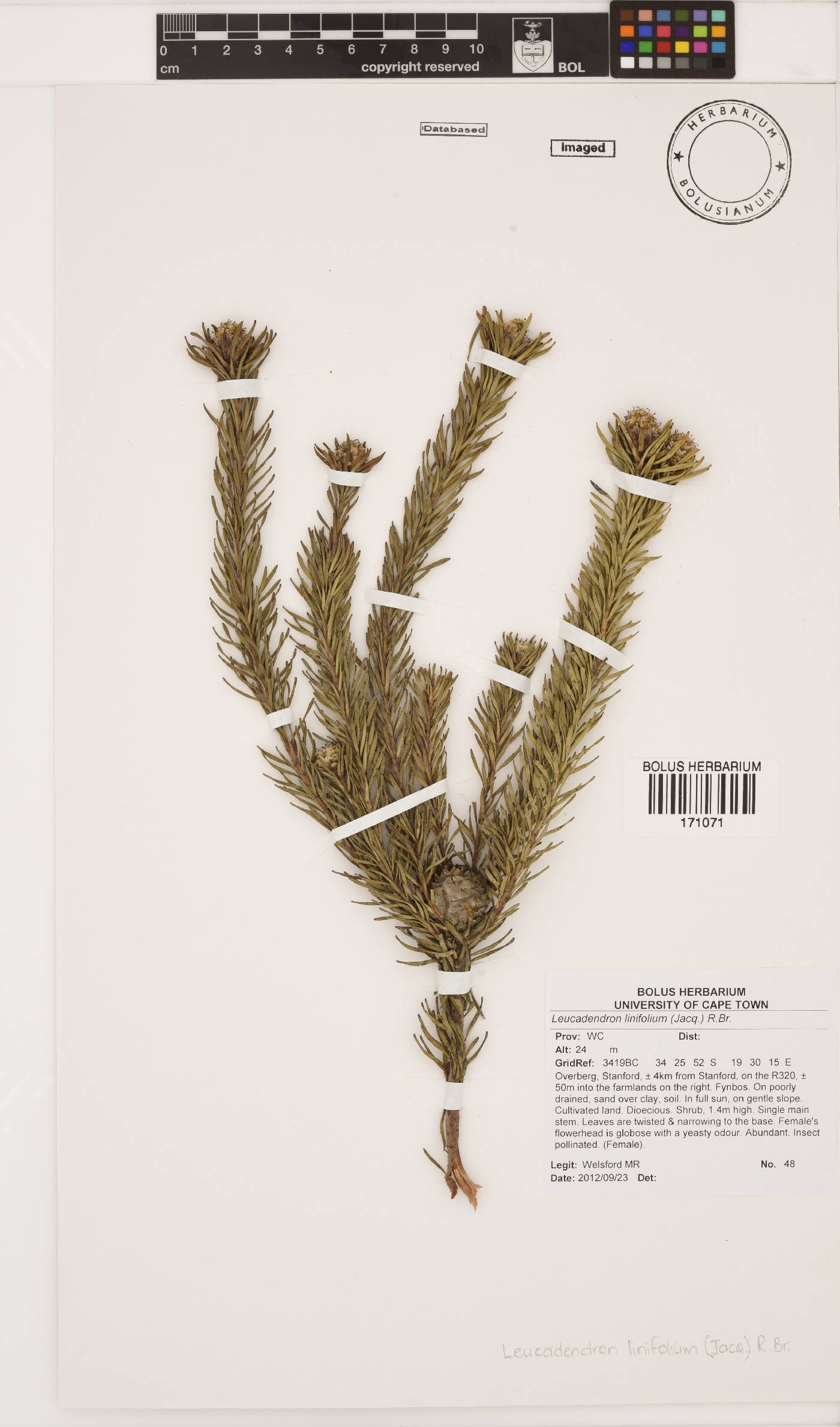 Leucadendron linifolium image