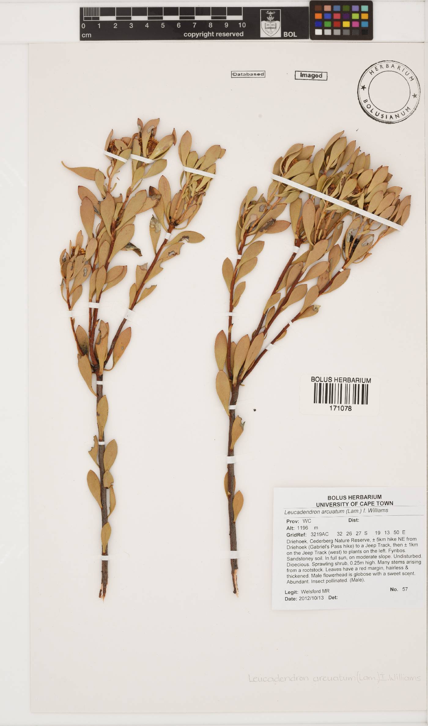 Leucadendron arcuatum image