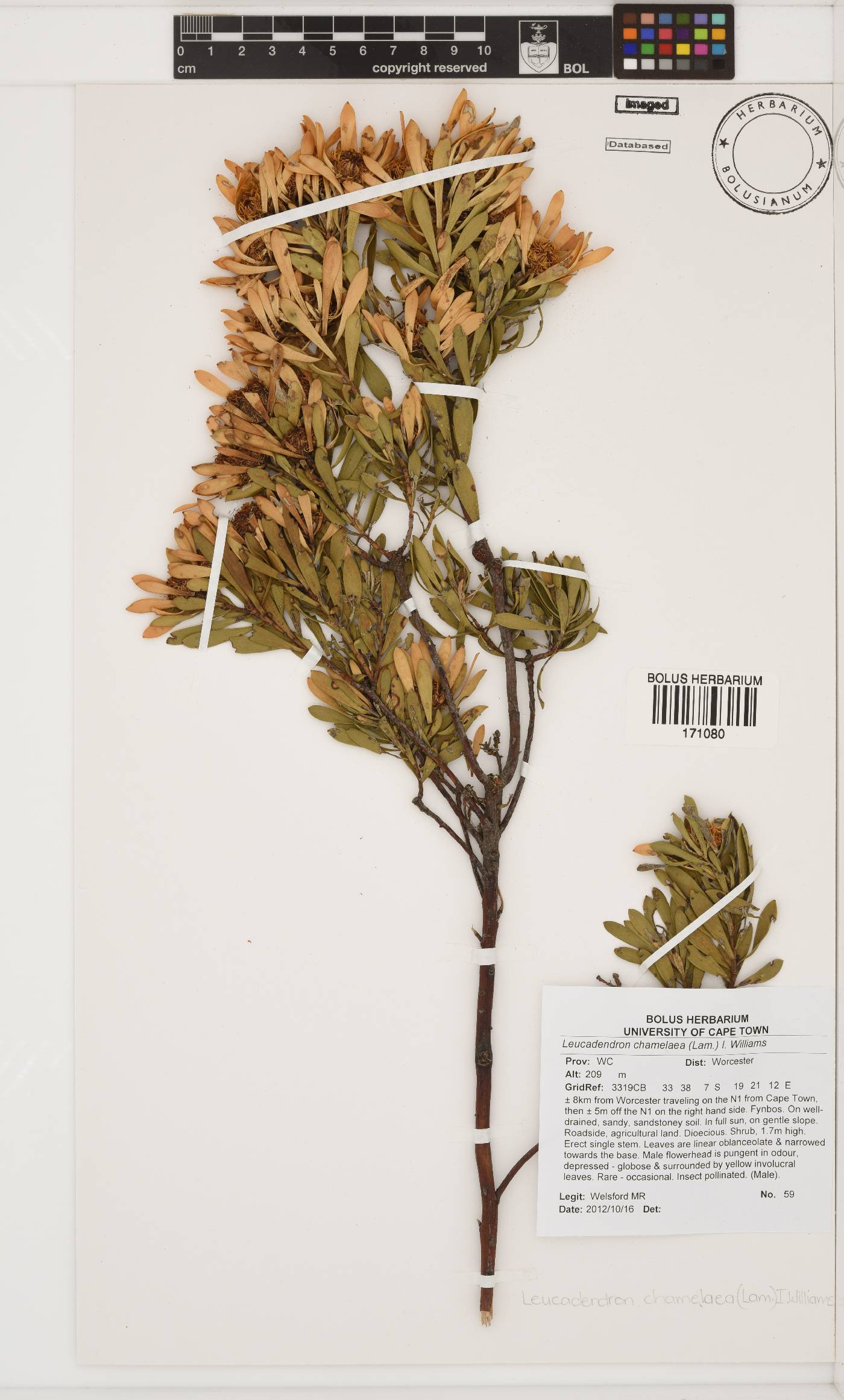 Leucadendron chamelaea image