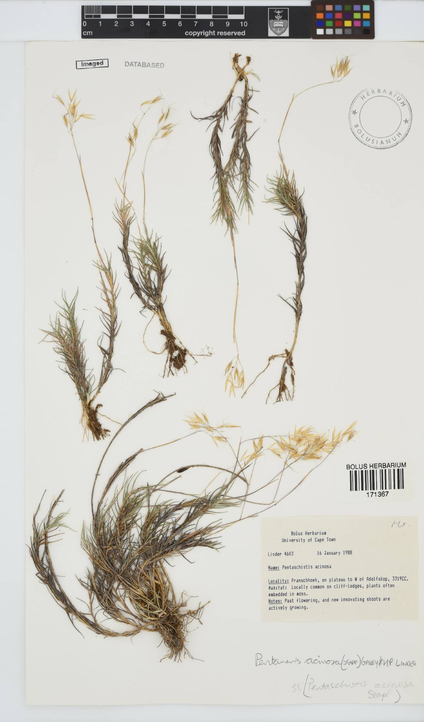 Pentameris acinosa image