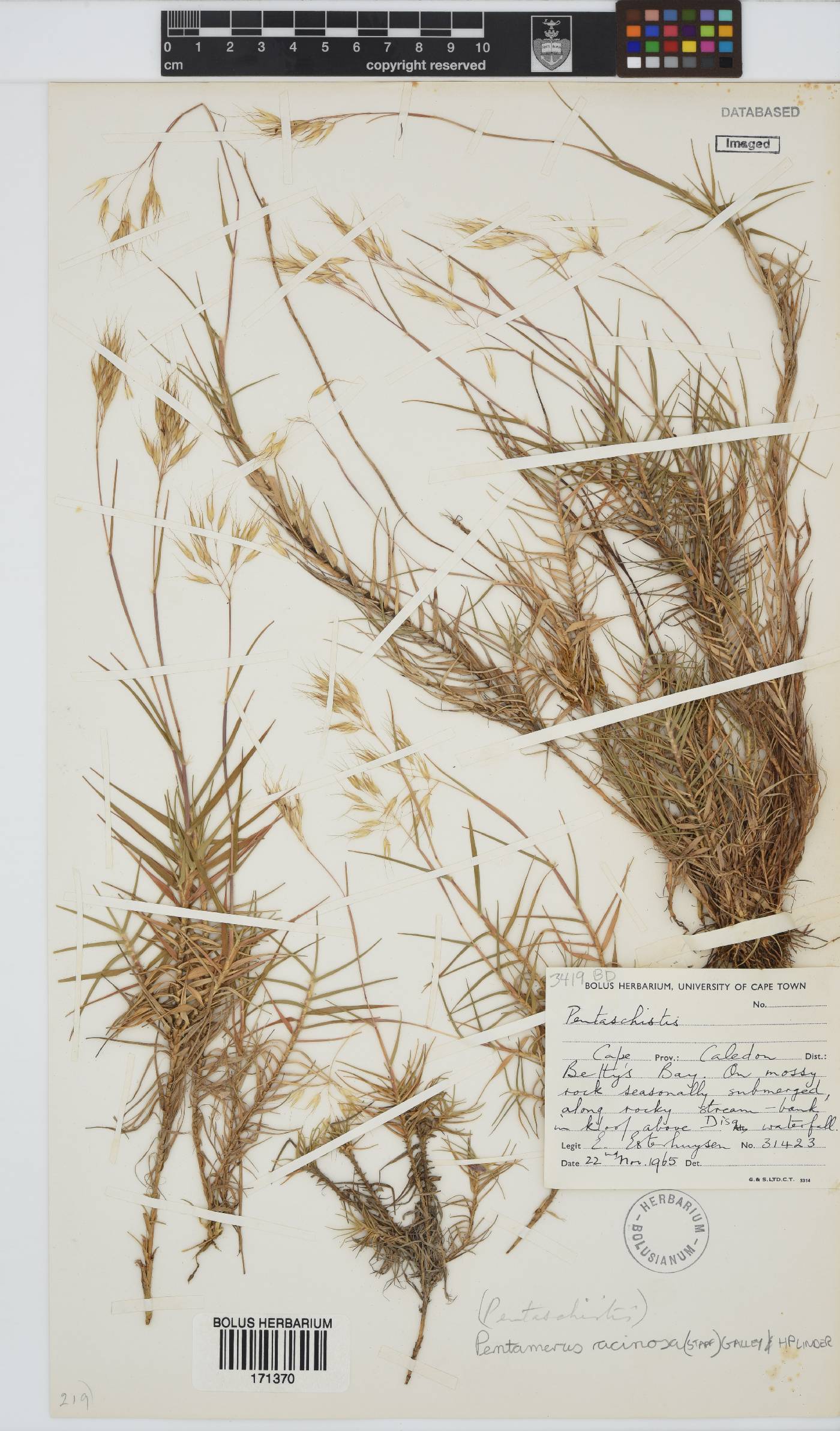 Pentameris acinosa image