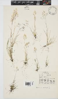 Pentameris airoides subsp. jugorum image