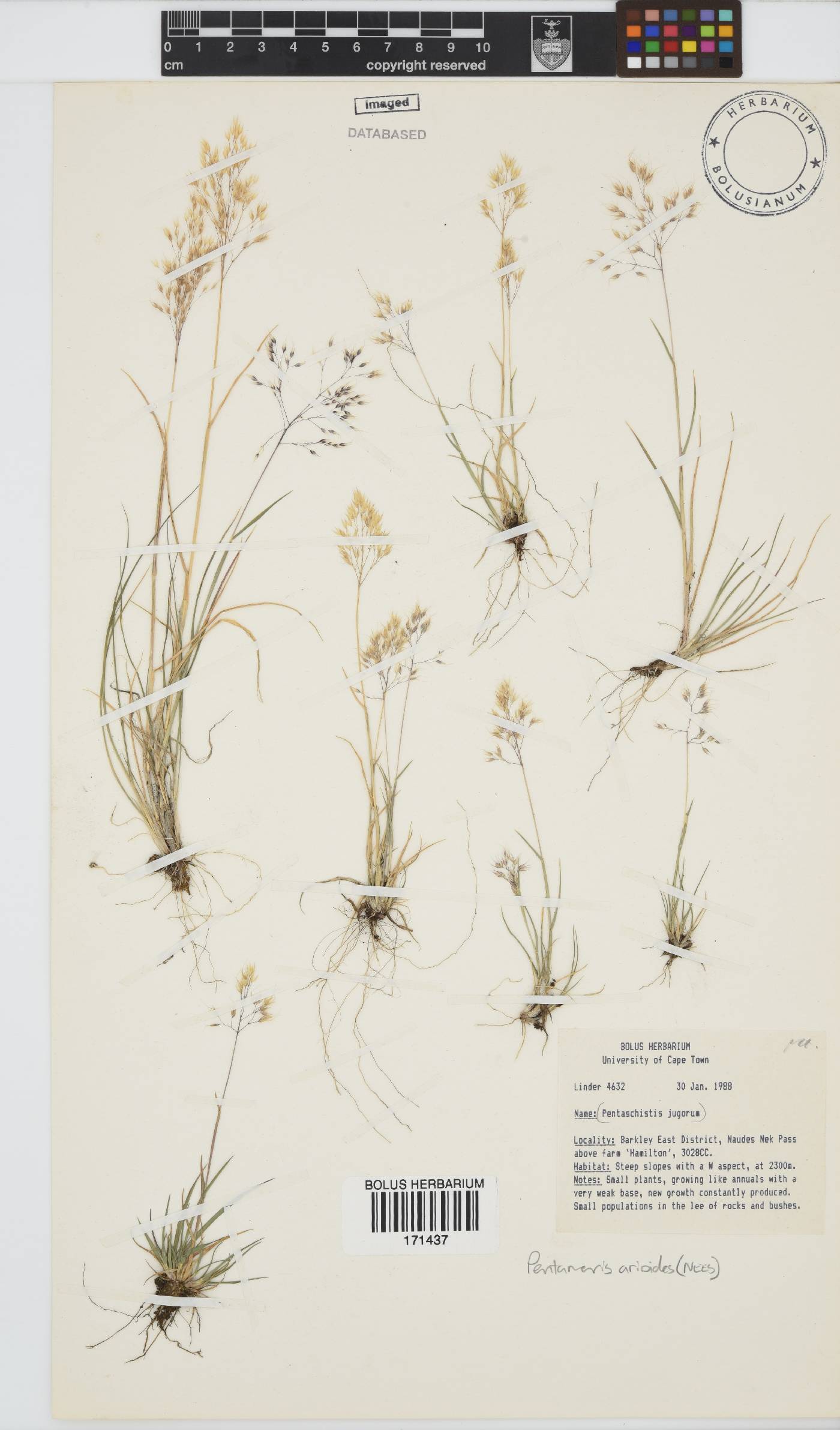 Pentameris airoides subsp. jugorum image