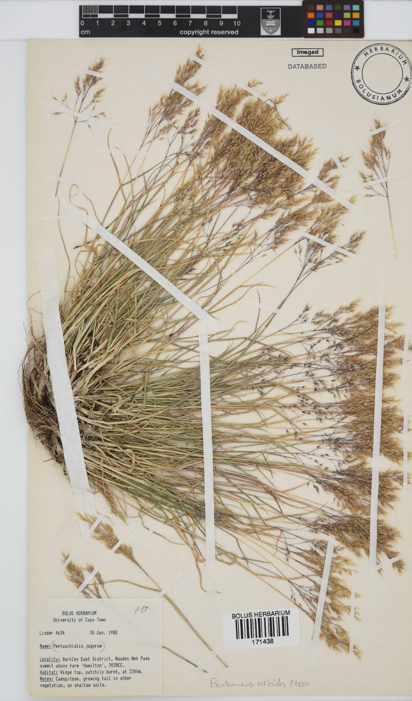 Pentameris airoides image