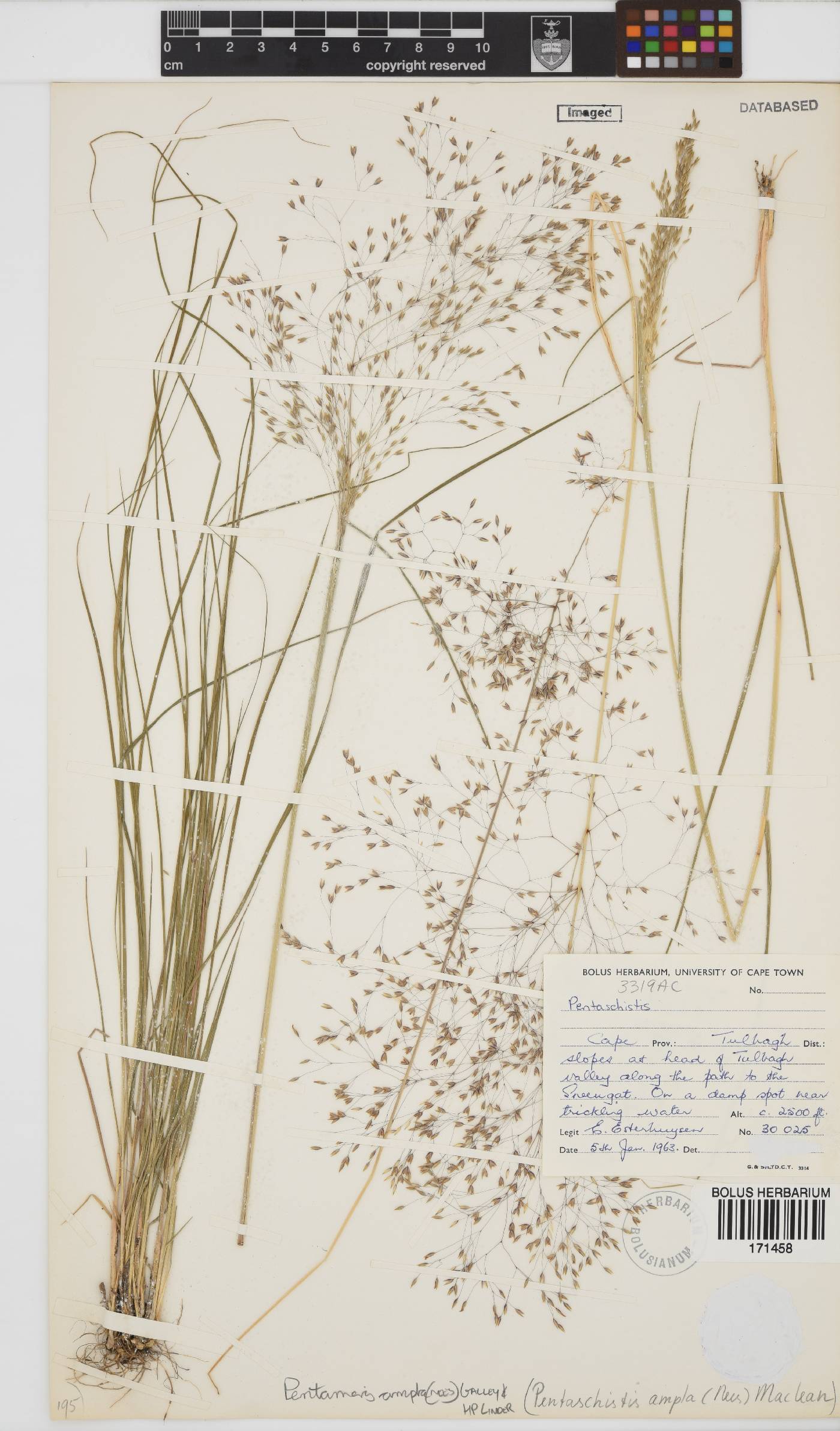 Pentameris ampla image