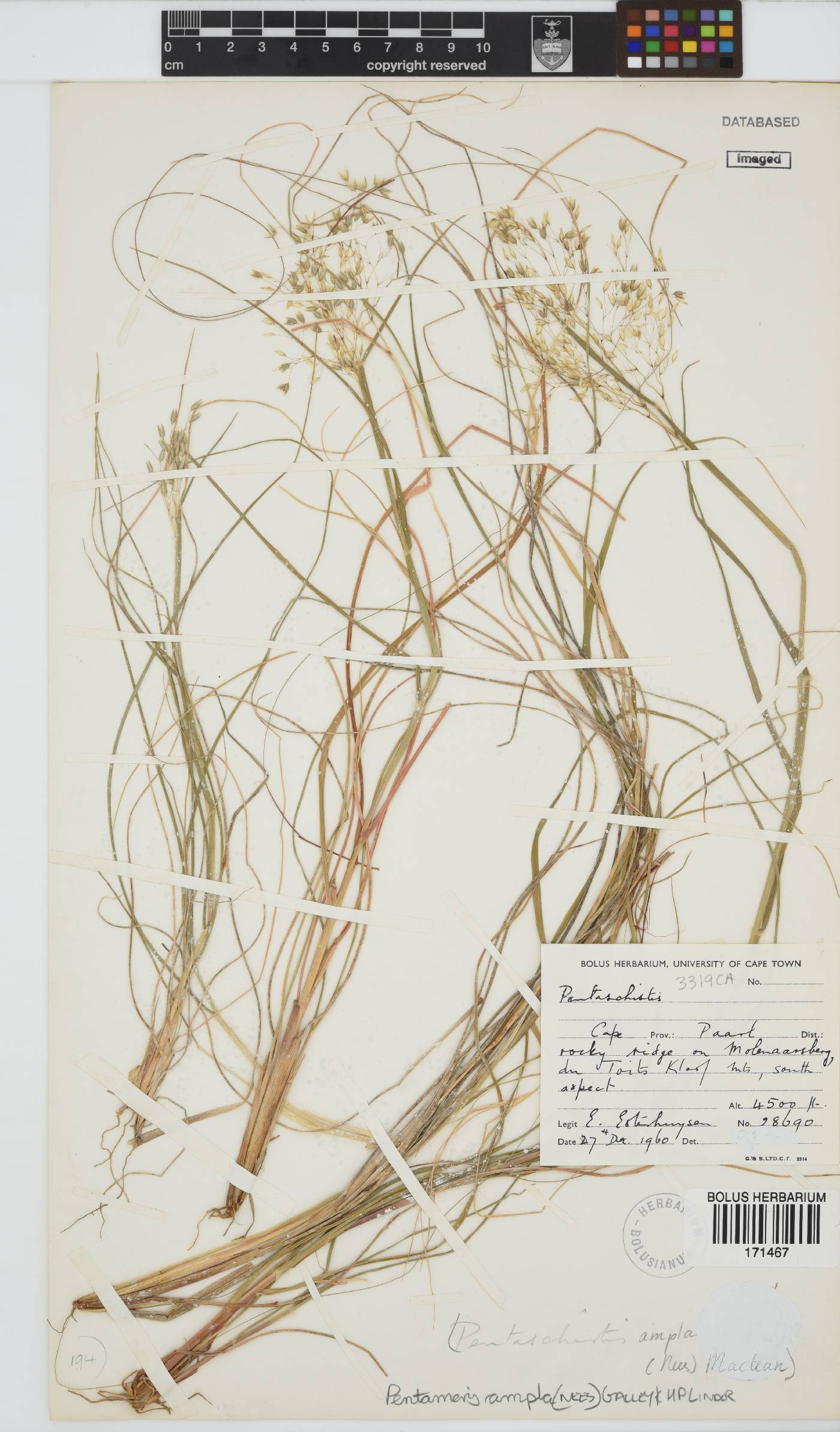 Pentameris ampla image