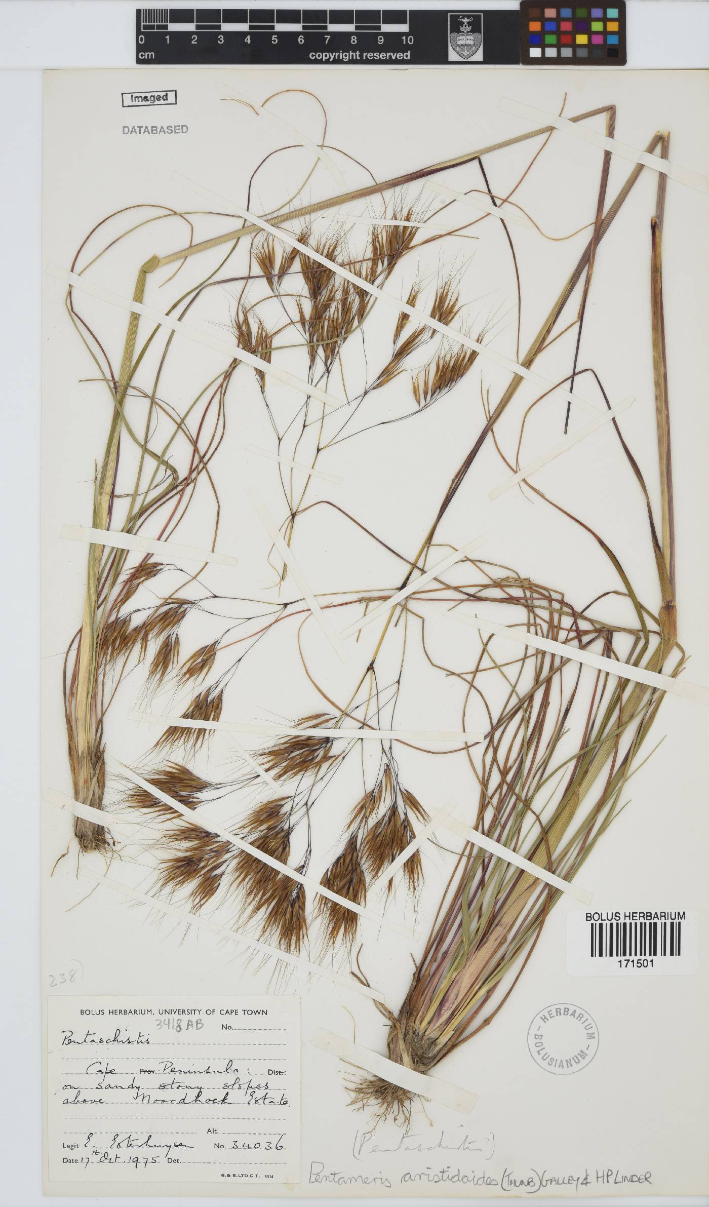 Pentameris aristidoides image