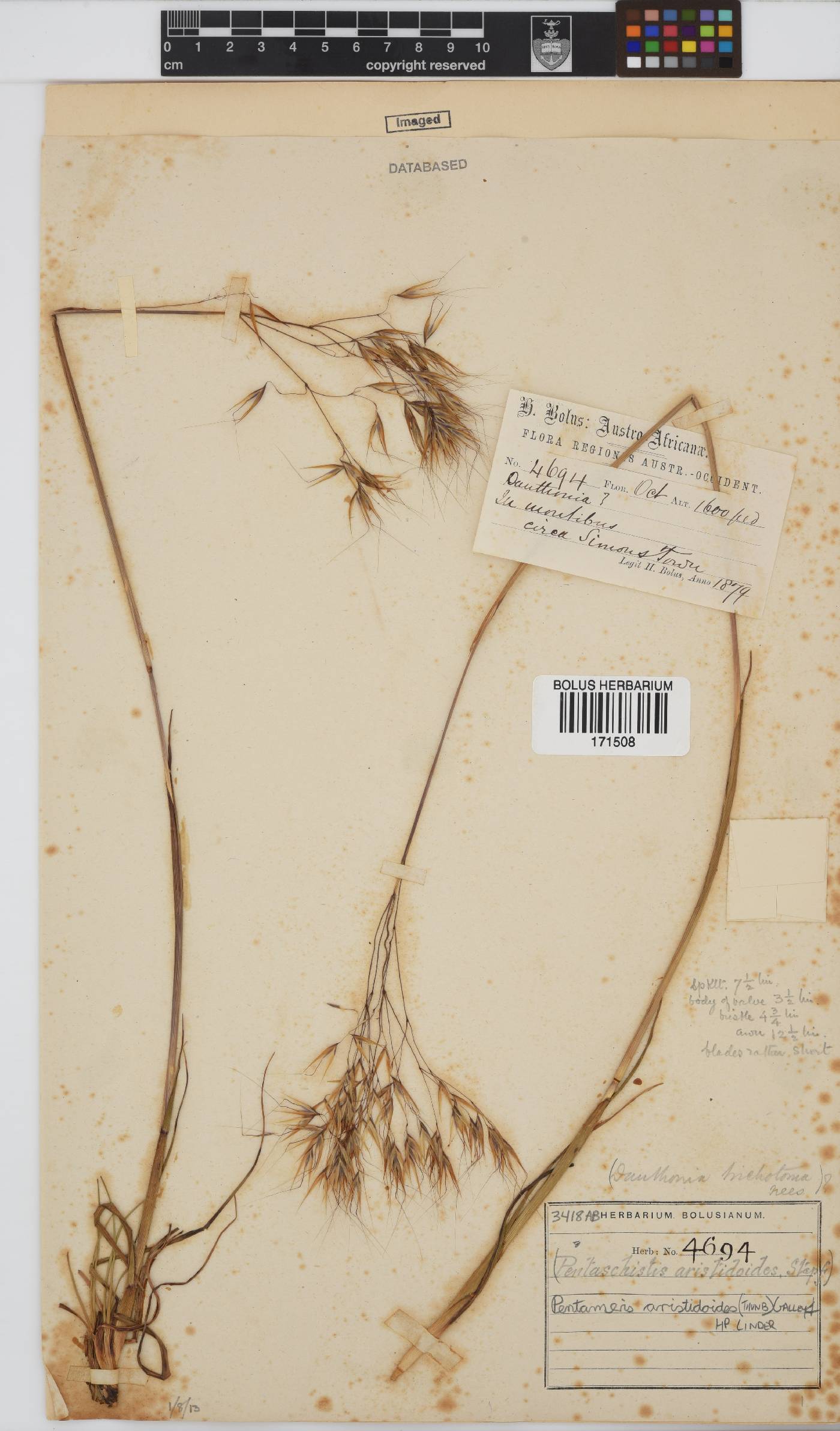 Pentameris aristidoides image