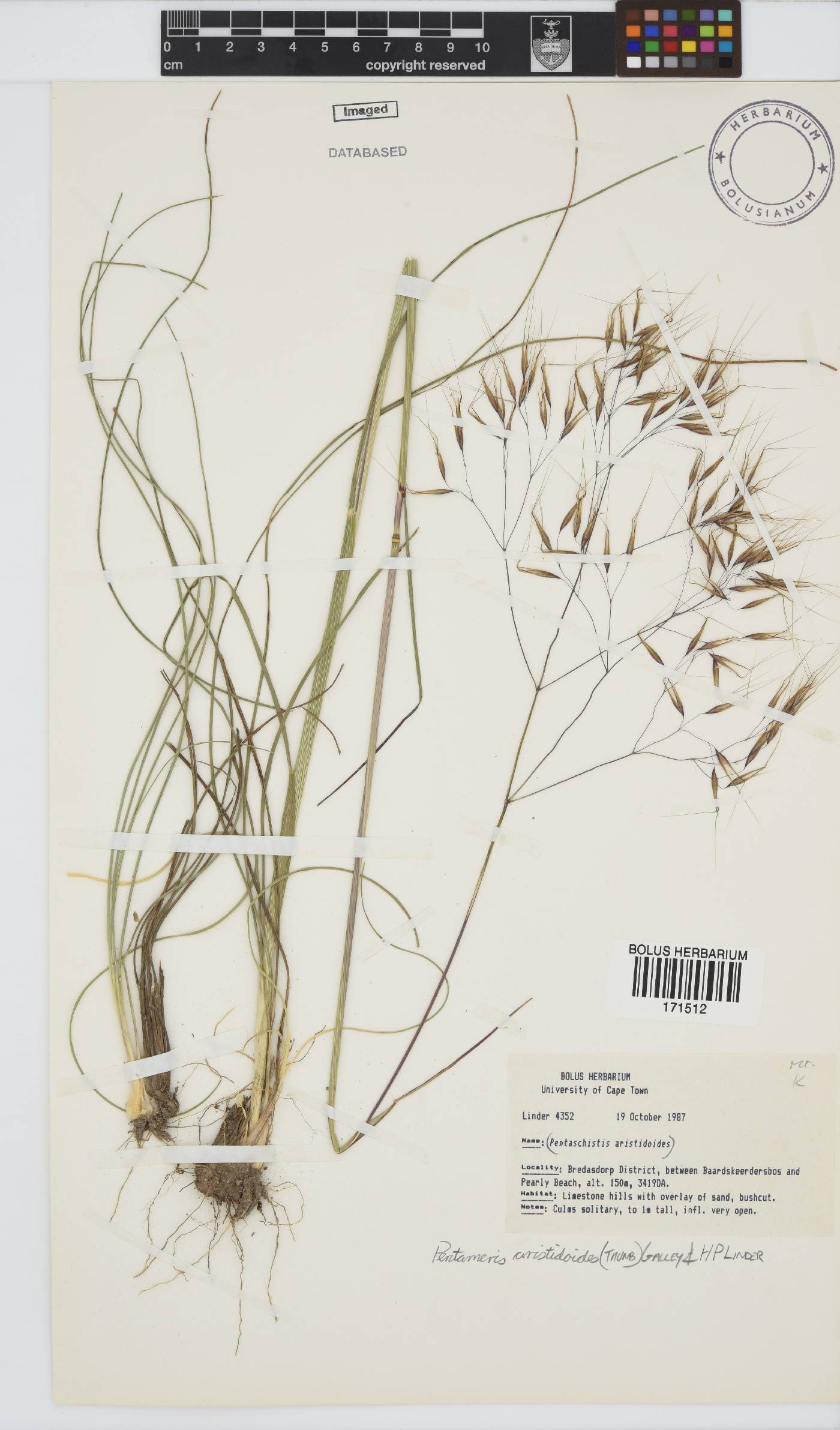 Pentameris aristidoides image