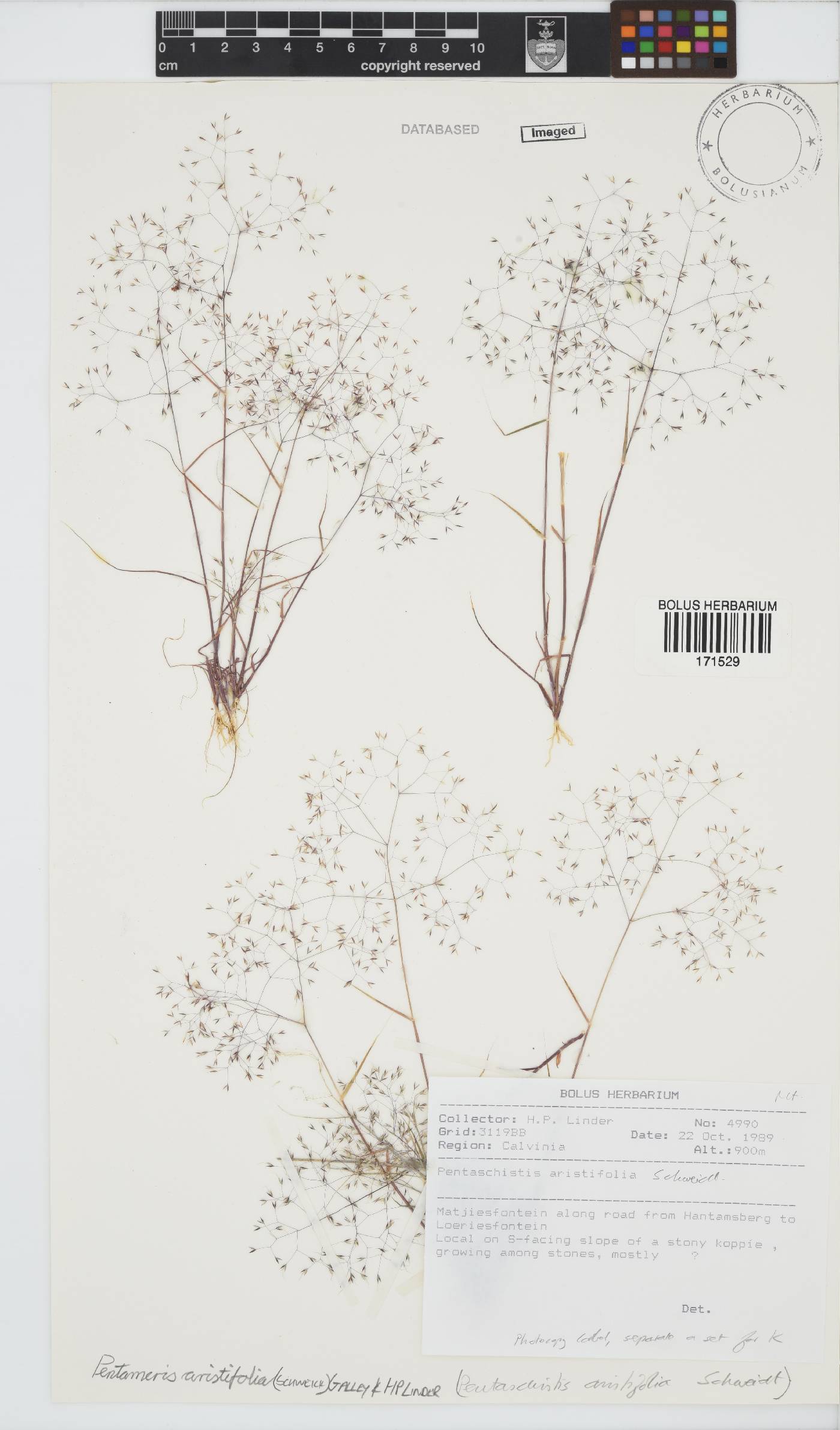 Pentameris aristifolia image