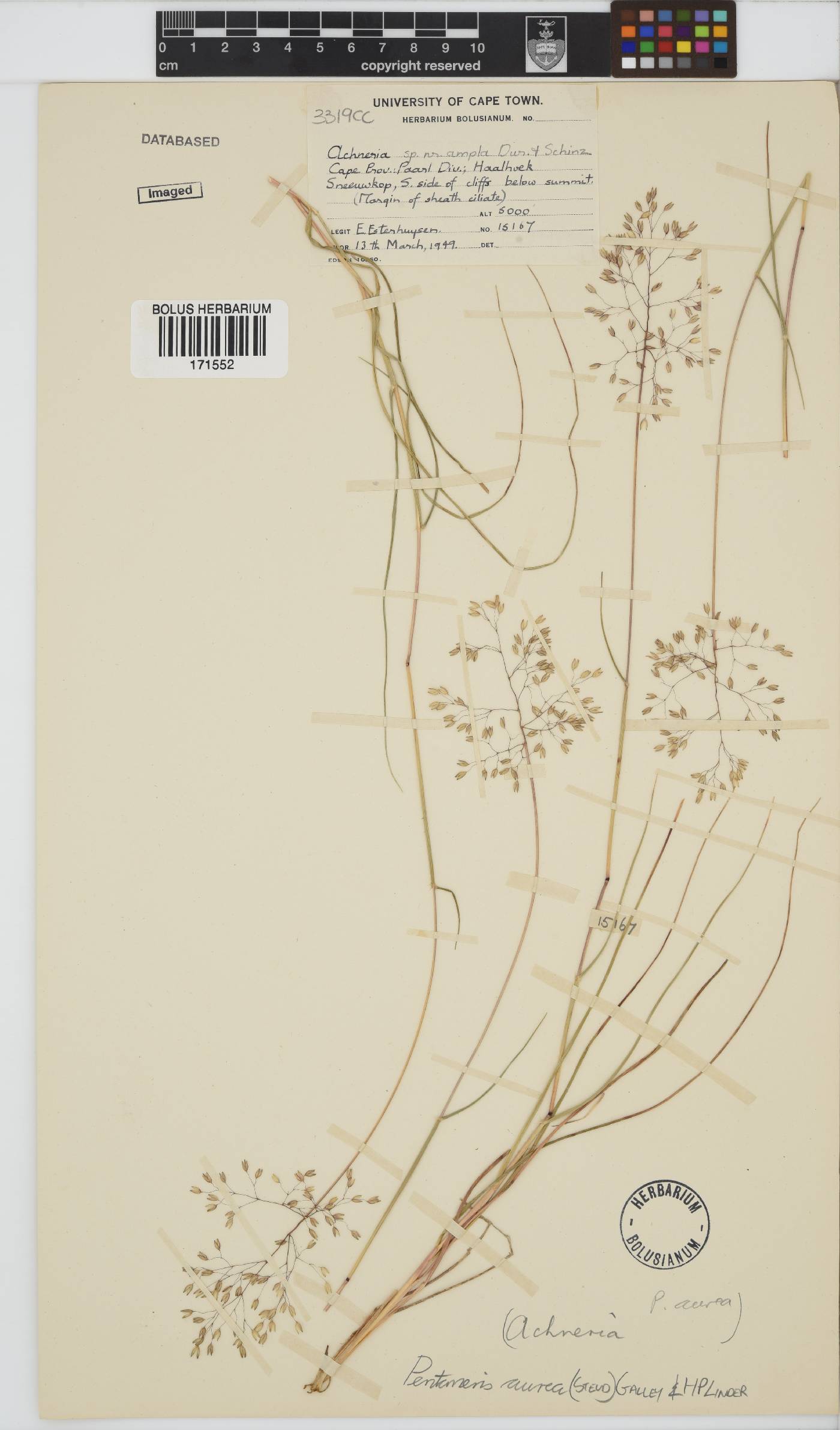 Pentameris aurea subsp. aurea image