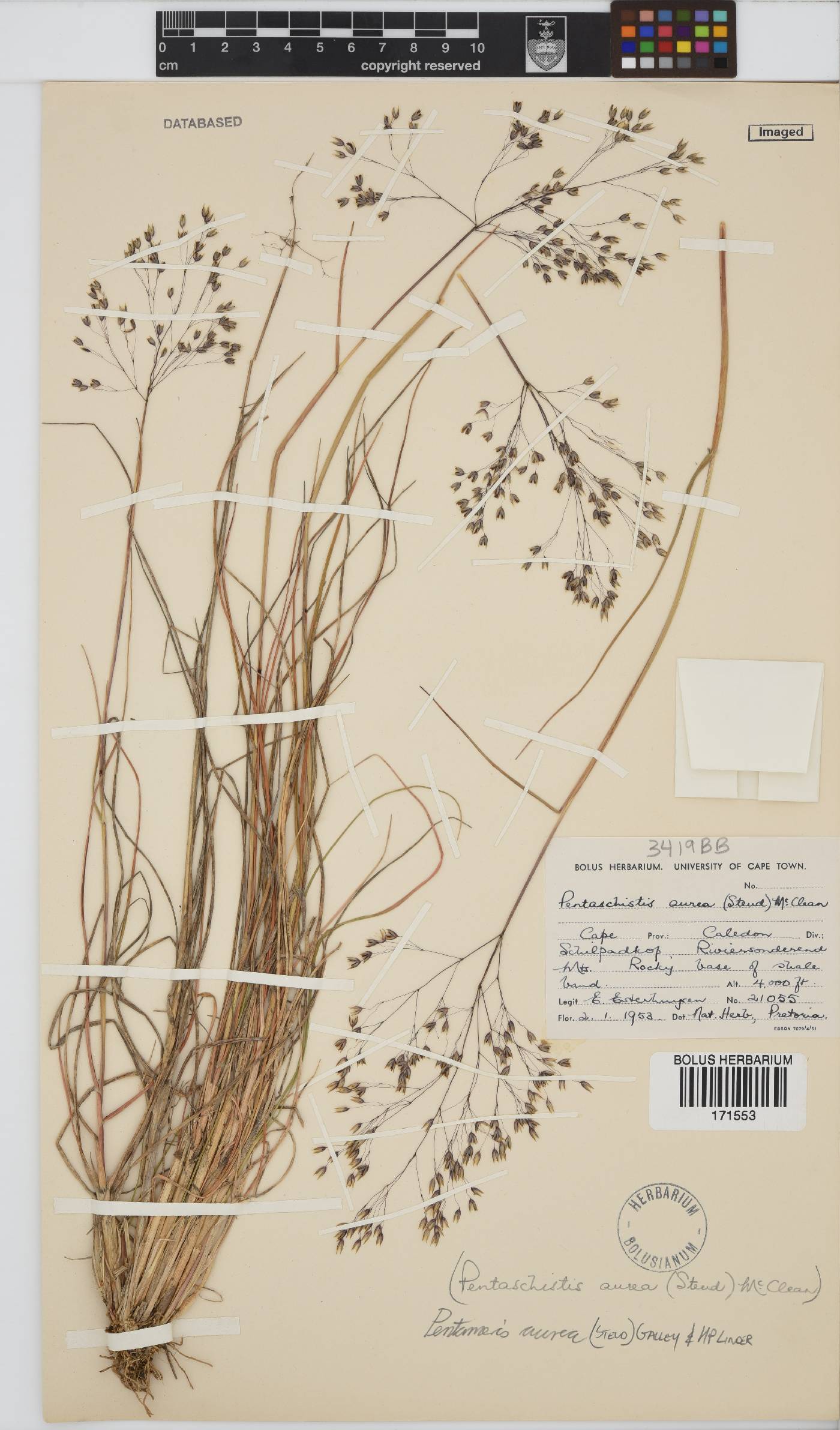 Pentameris aurea subsp. aurea image
