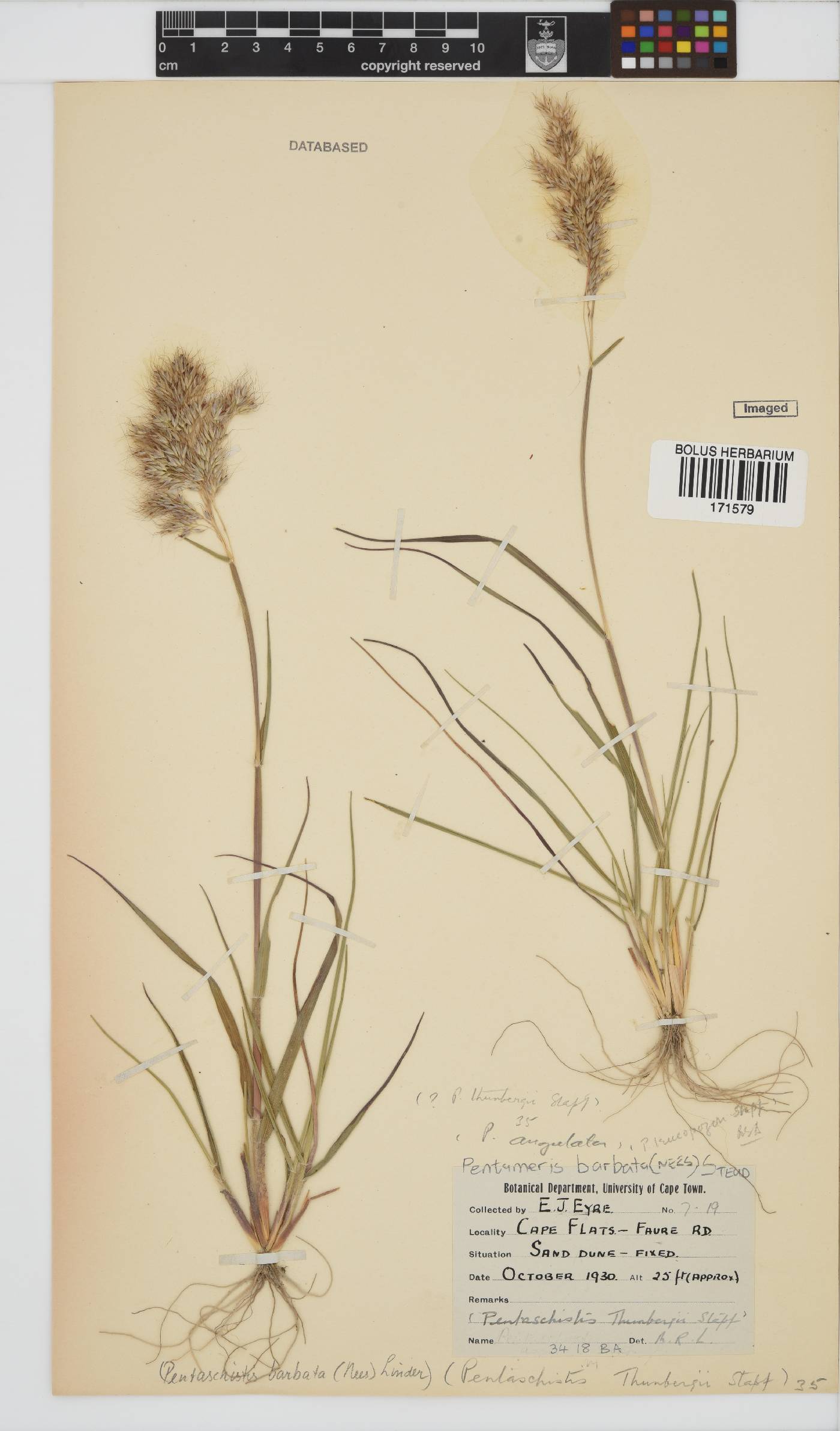 Pentameris barbata image
