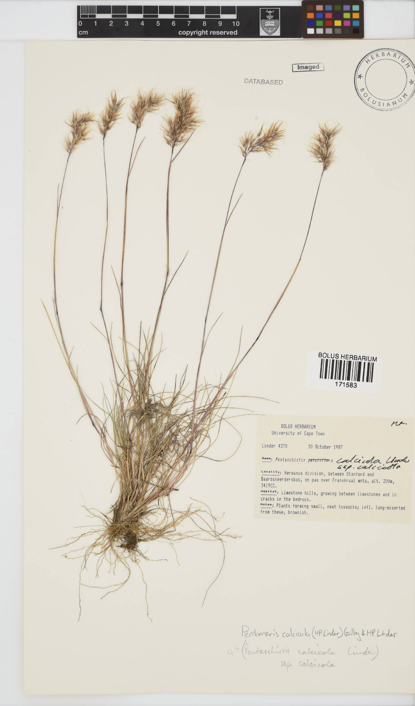 Pentameris calcicola image
