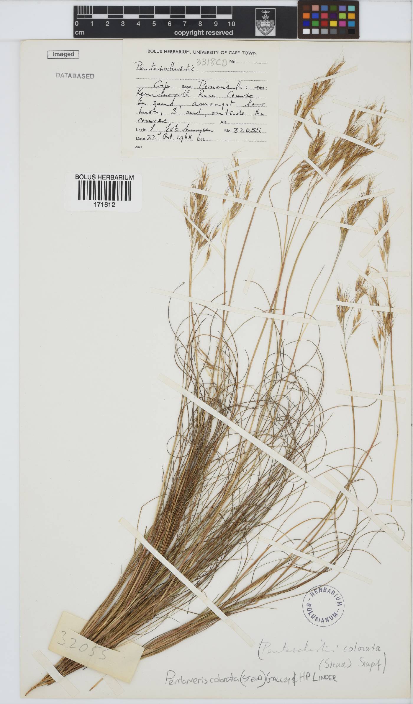 Pentameris colorata image