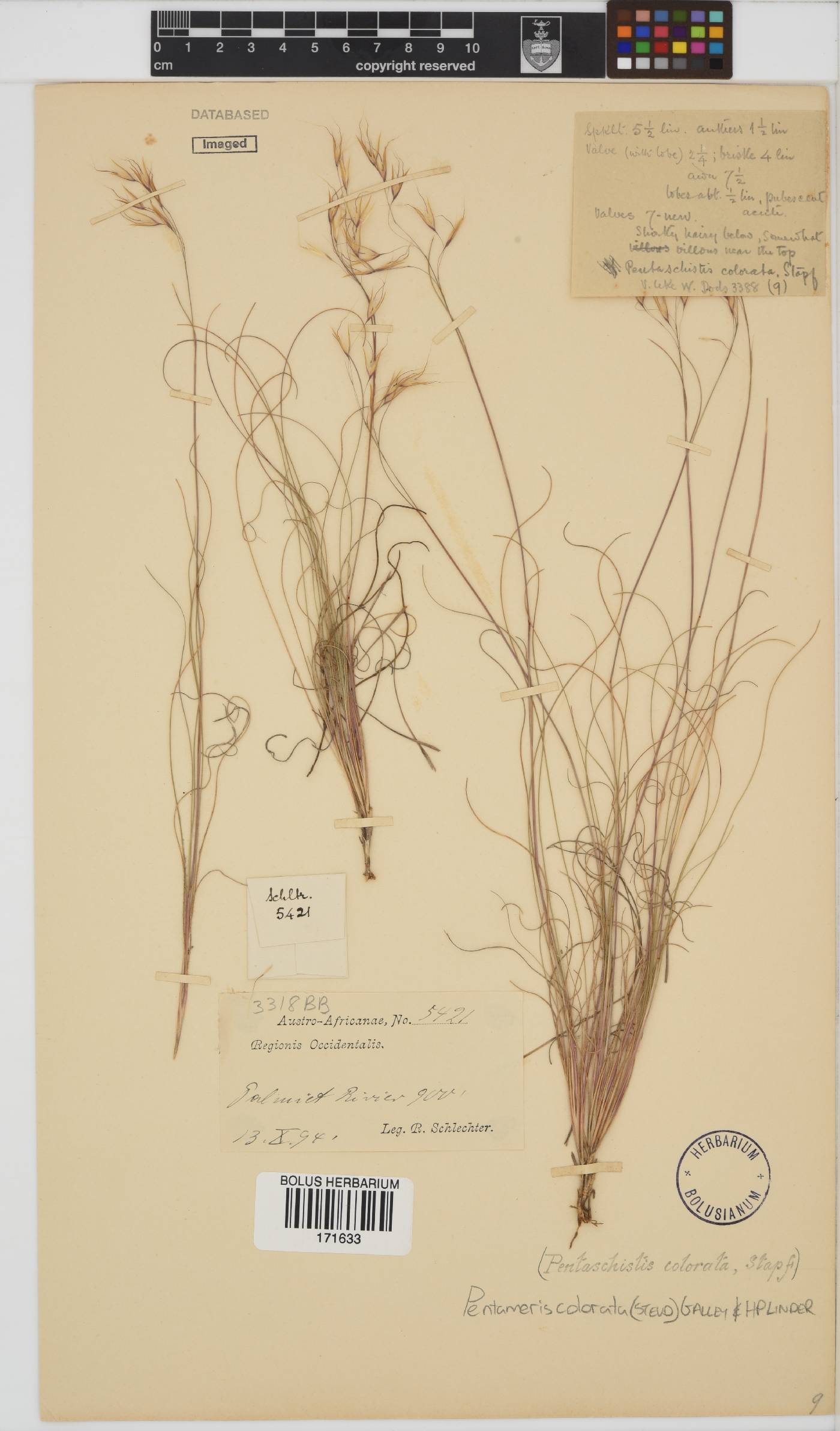 Pentameris colorata image