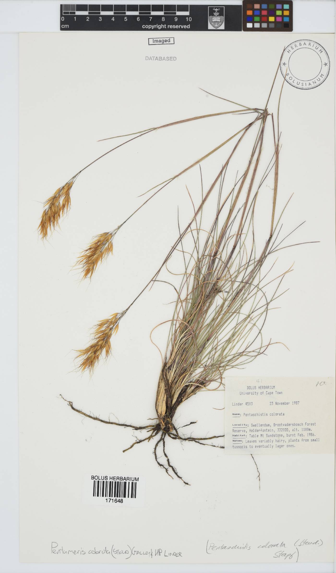 Pentameris colorata image