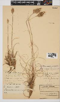 Pentameris curvifolia image