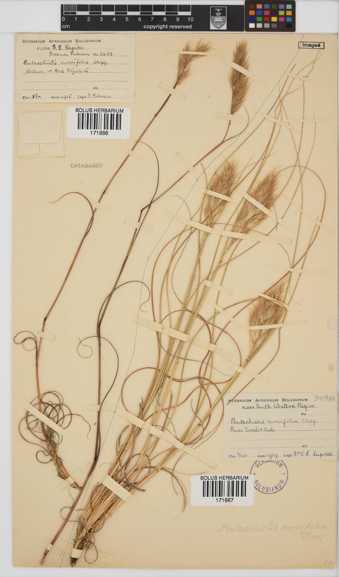 Pentameris curvifolia image