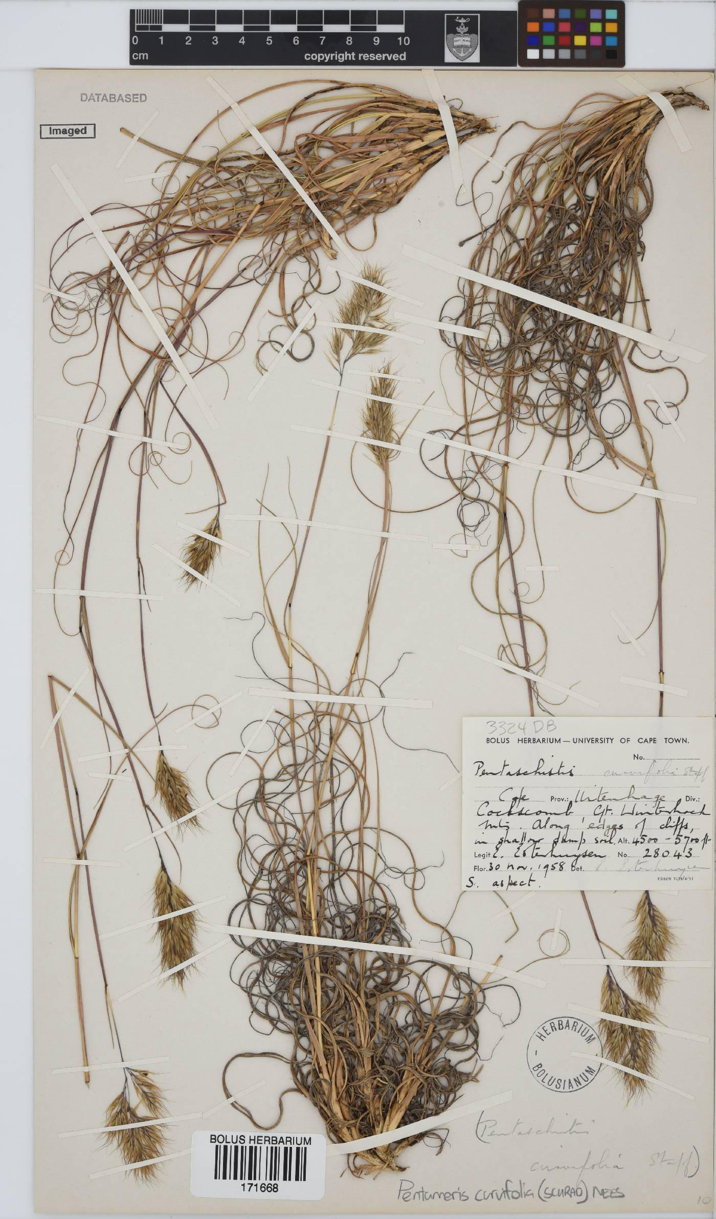 Pentameris curvifolia image
