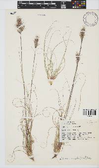 Pentameris curvifolia image