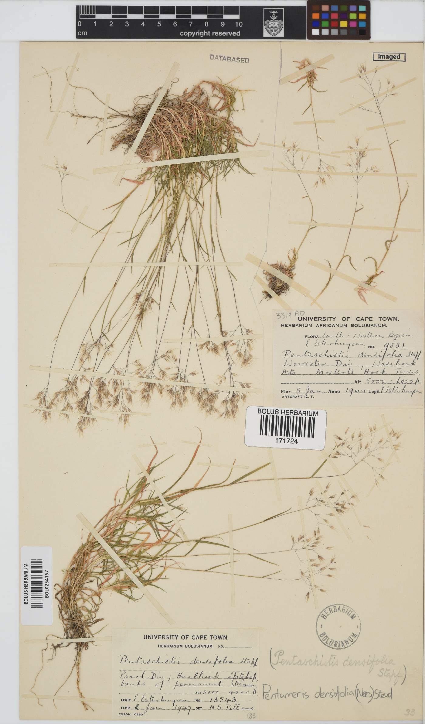 Pentameris densifolia image