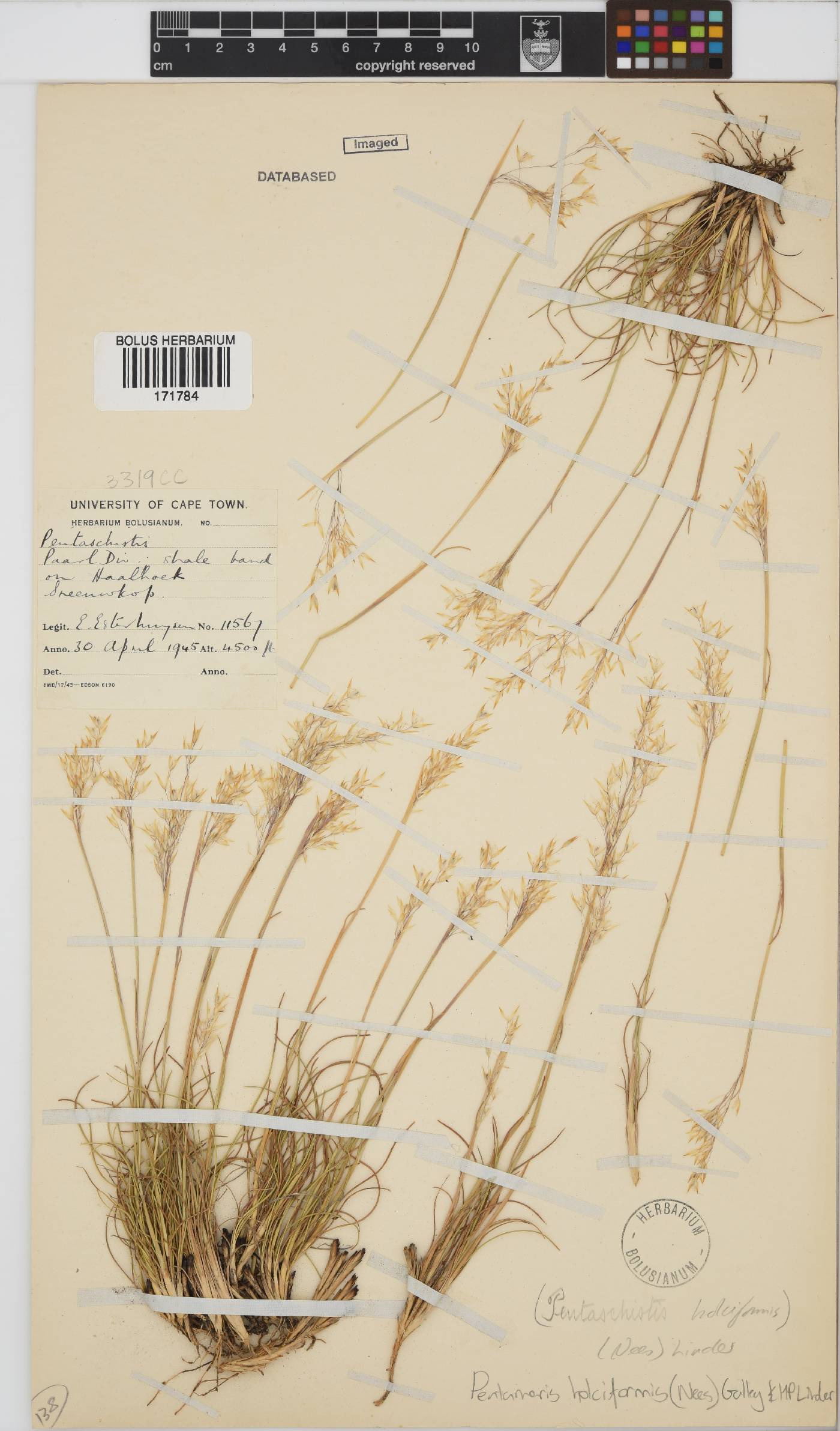 Pentameris holciformis image