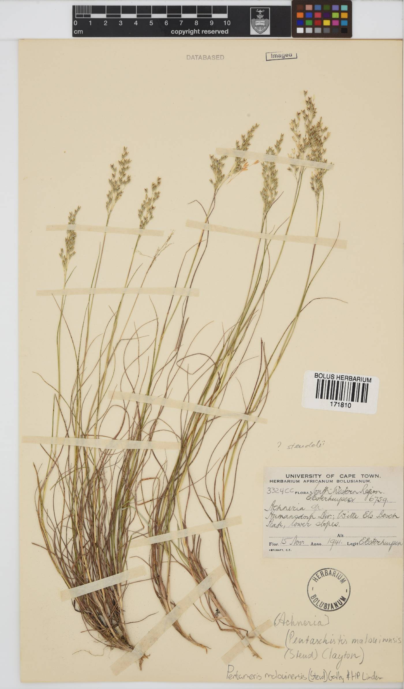 Pentameris malouinensis image