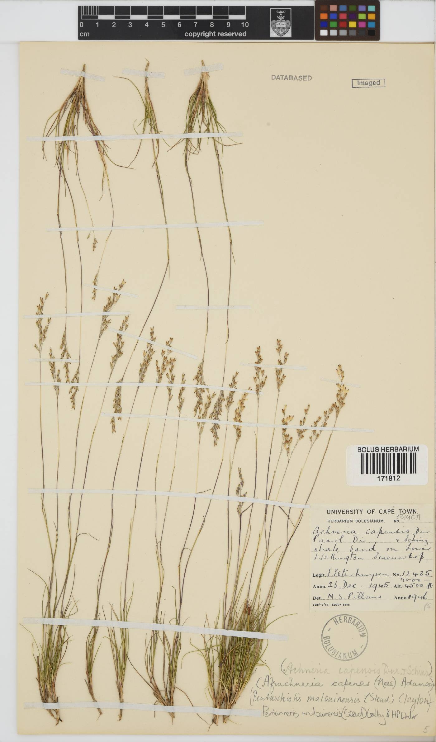 Pentameris malouinensis image