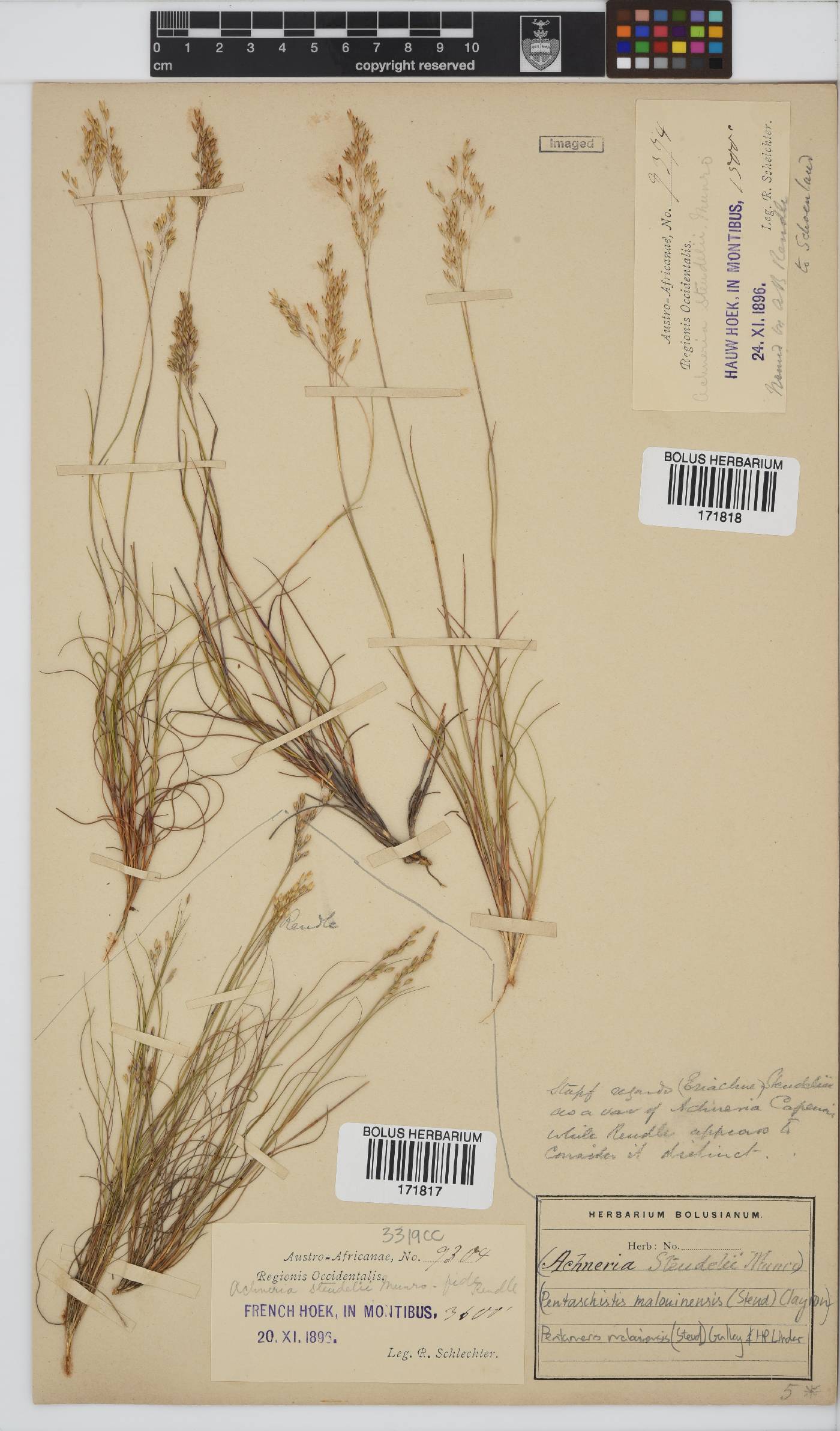 Pentameris malouinensis image