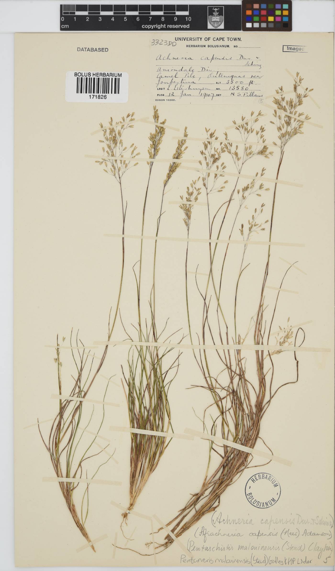 Pentameris malouinensis image